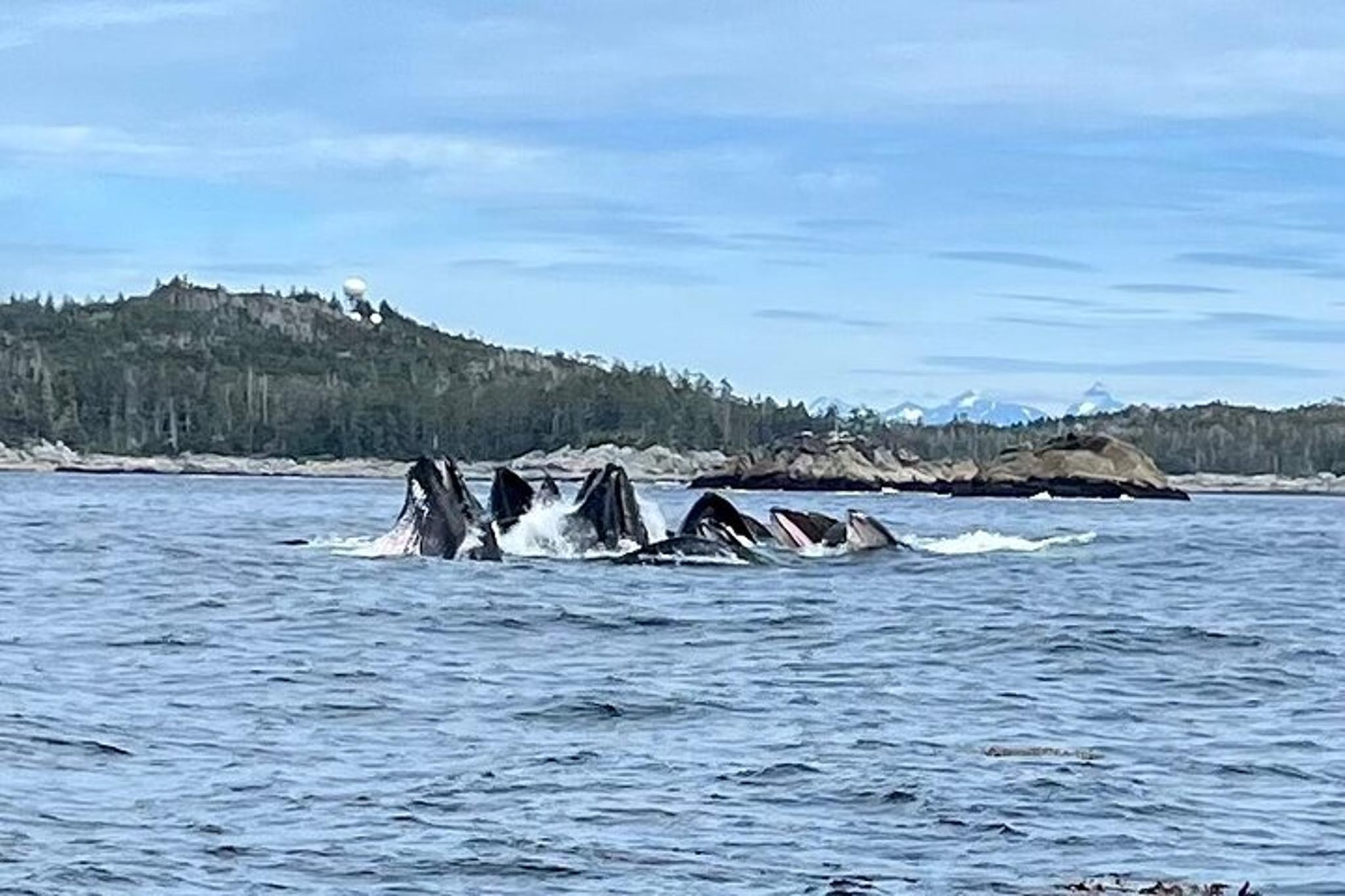 Sitka Marine Wildlife Tour - Image 3