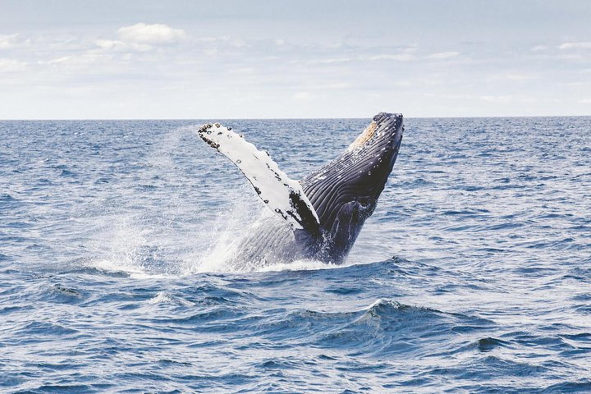 Oahu Whale Watching Adventure 2 hr - Image 2
