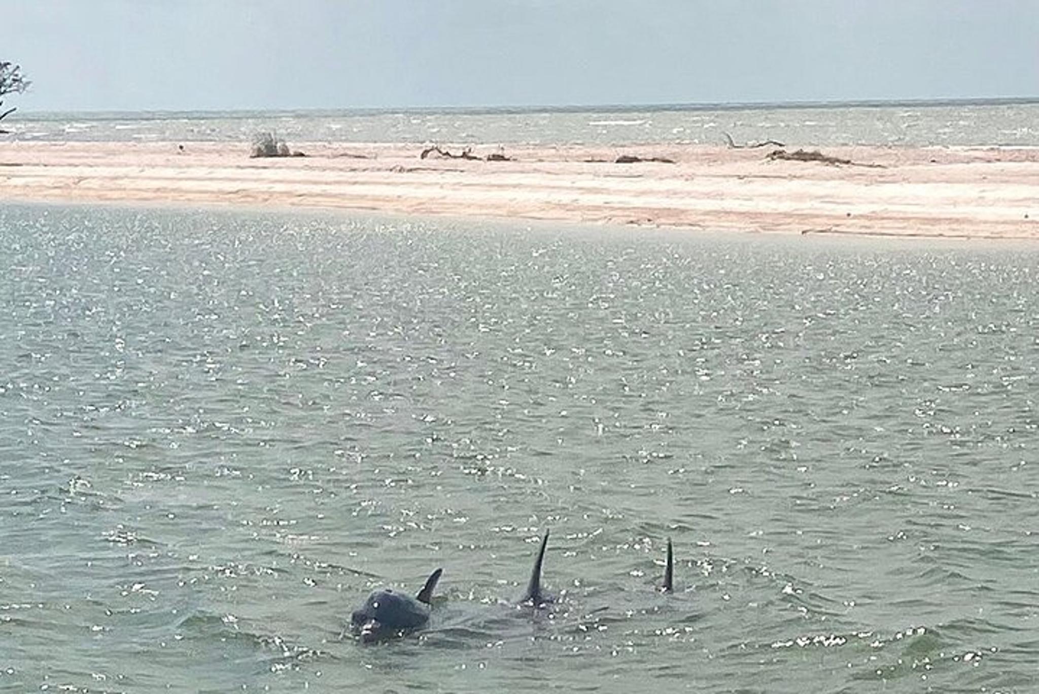 Everglades Shell Wildlife Eco Excursion - Image 4