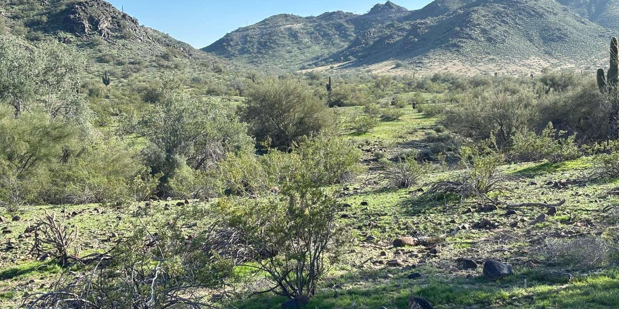 Phoenix Mountain Bike Adventure in Sonoran Desert - Image 2