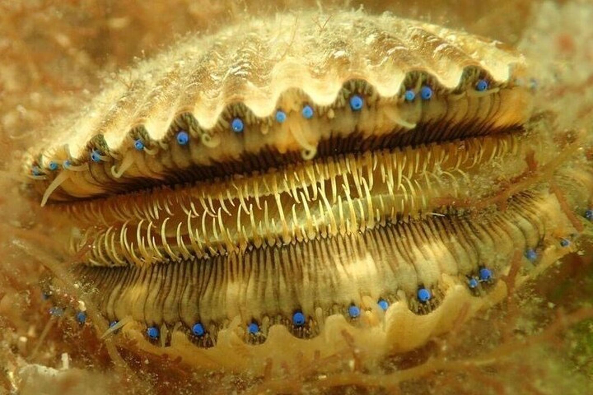 Crystal River Scalloping Charter - Image 4