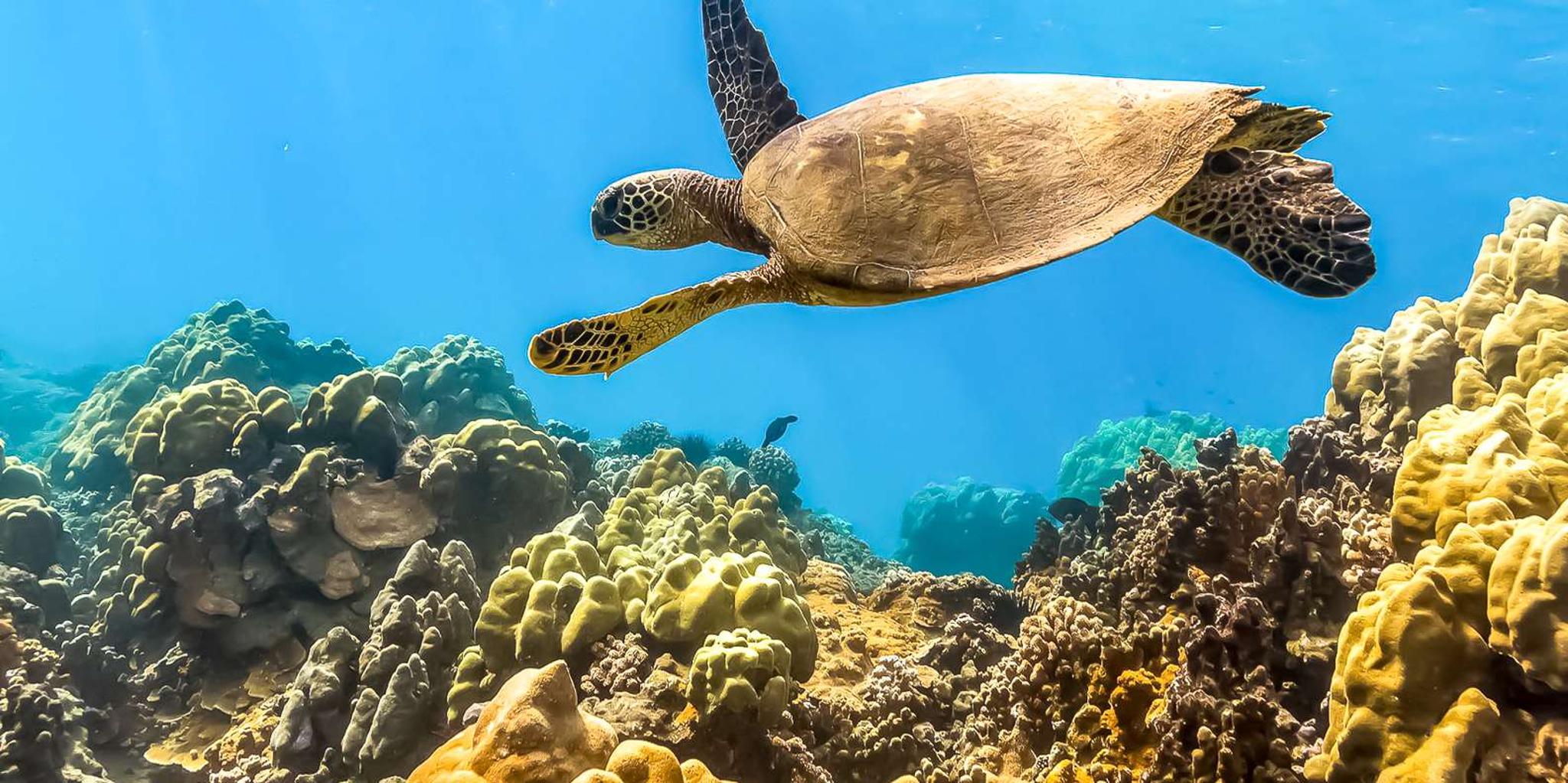 Maui Molokini & Turtle Town Snorkel Tour 5 hr