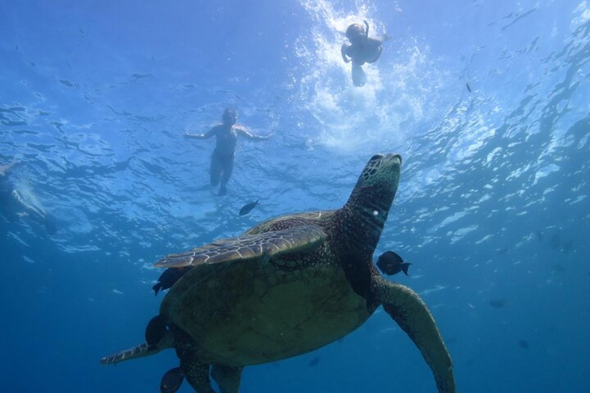Oahu Snorkeling Tour with Sea Turtles 3 hr - Image 3