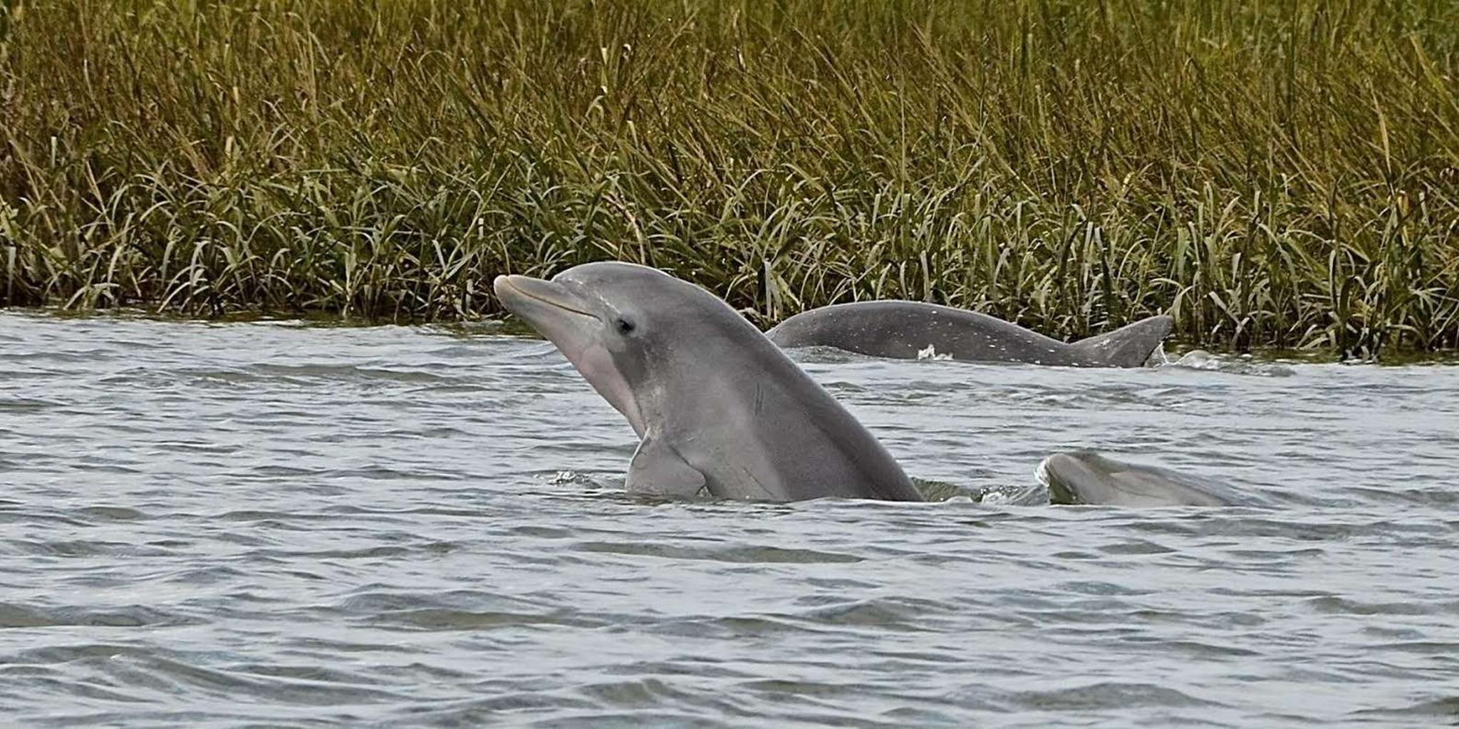 Hilton Head Sunset Dolphin Cruise - Image 2