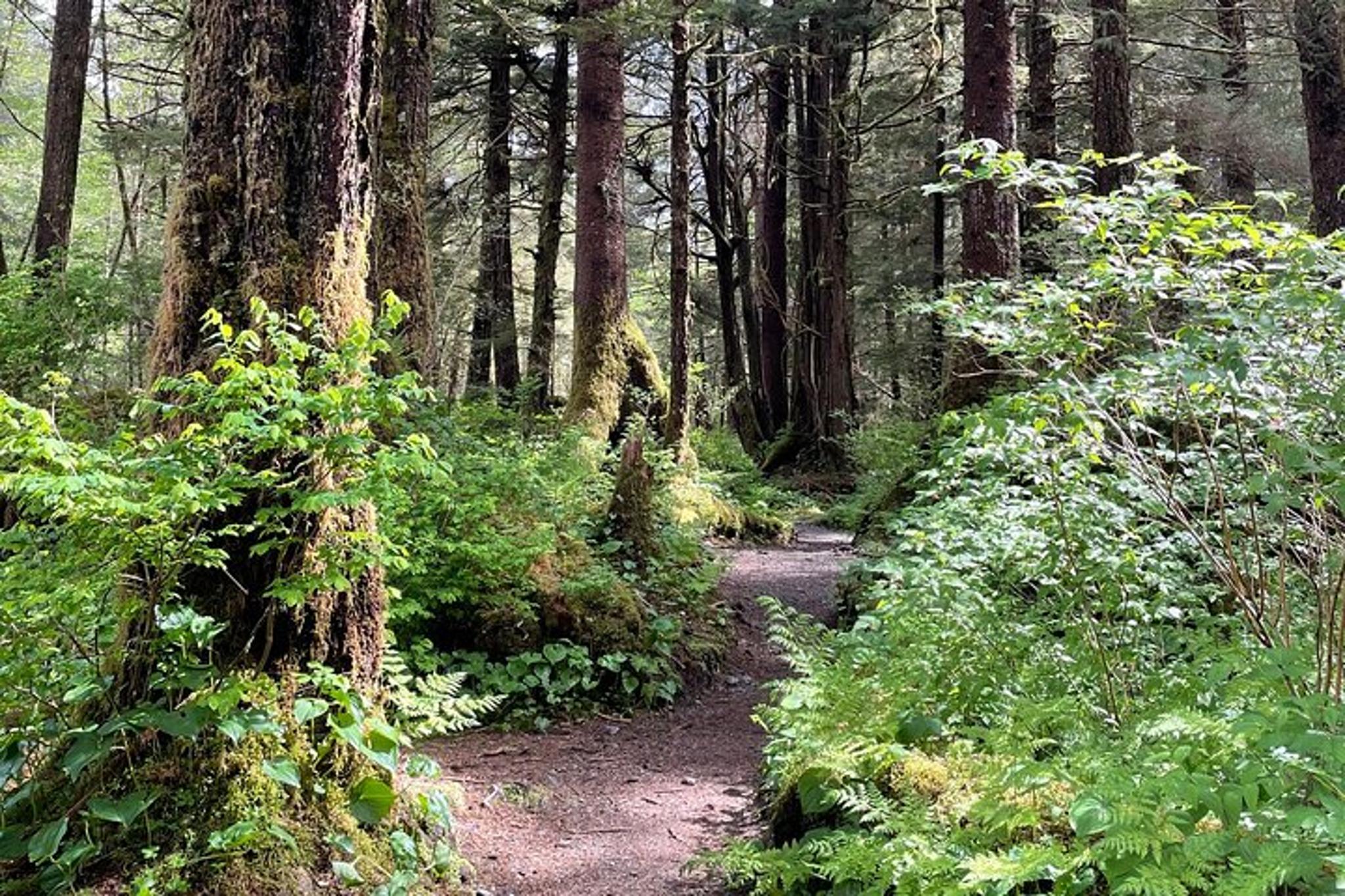 Sitka Nature Walk in Tongass National Forest - Image 5