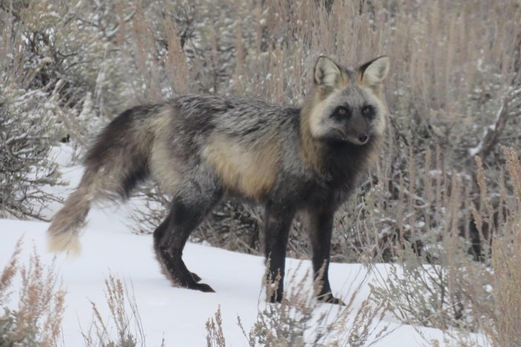 Jackson Hole Wildlife Tour in Grand Teton Park - 4 hr - Image 2