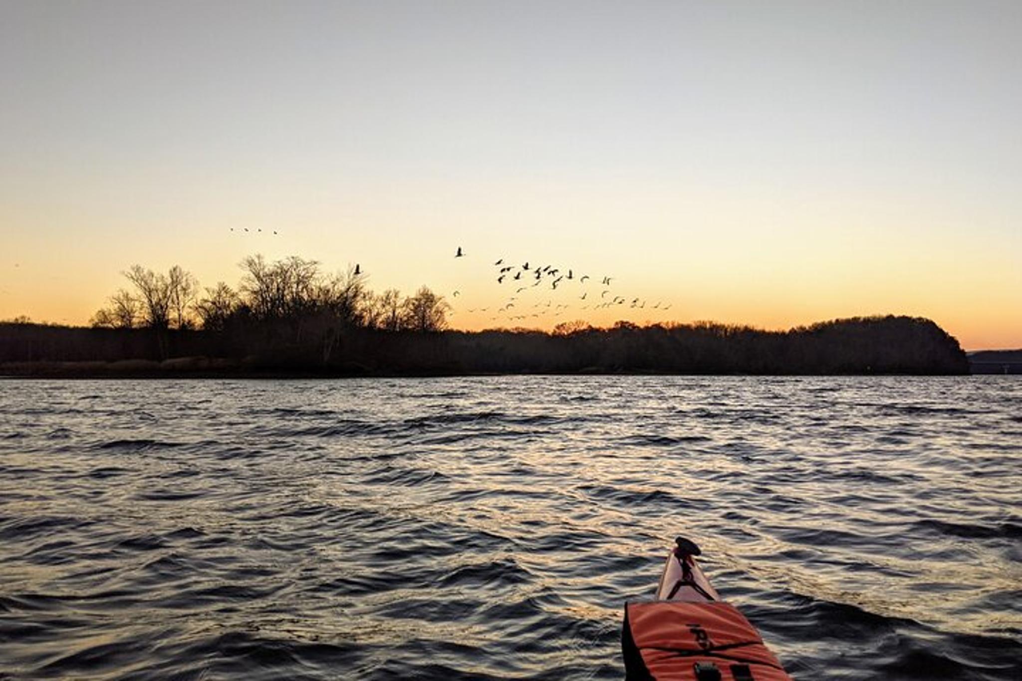 Chattanooga Sandhill Crane Kayak Tour - Image 6