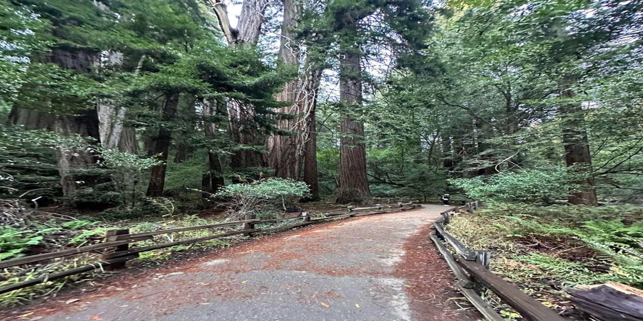 San Francisco City Tour with Muir Woods & Sausalito - Image 5