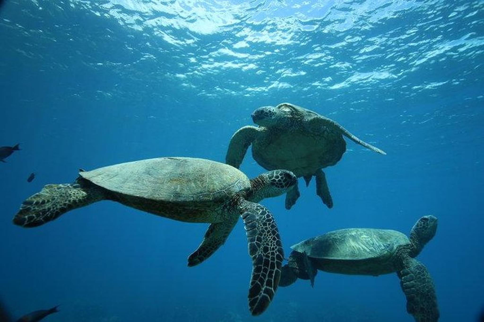 Honolulu Turtle Canyon Snorkel Adventure - Image 2