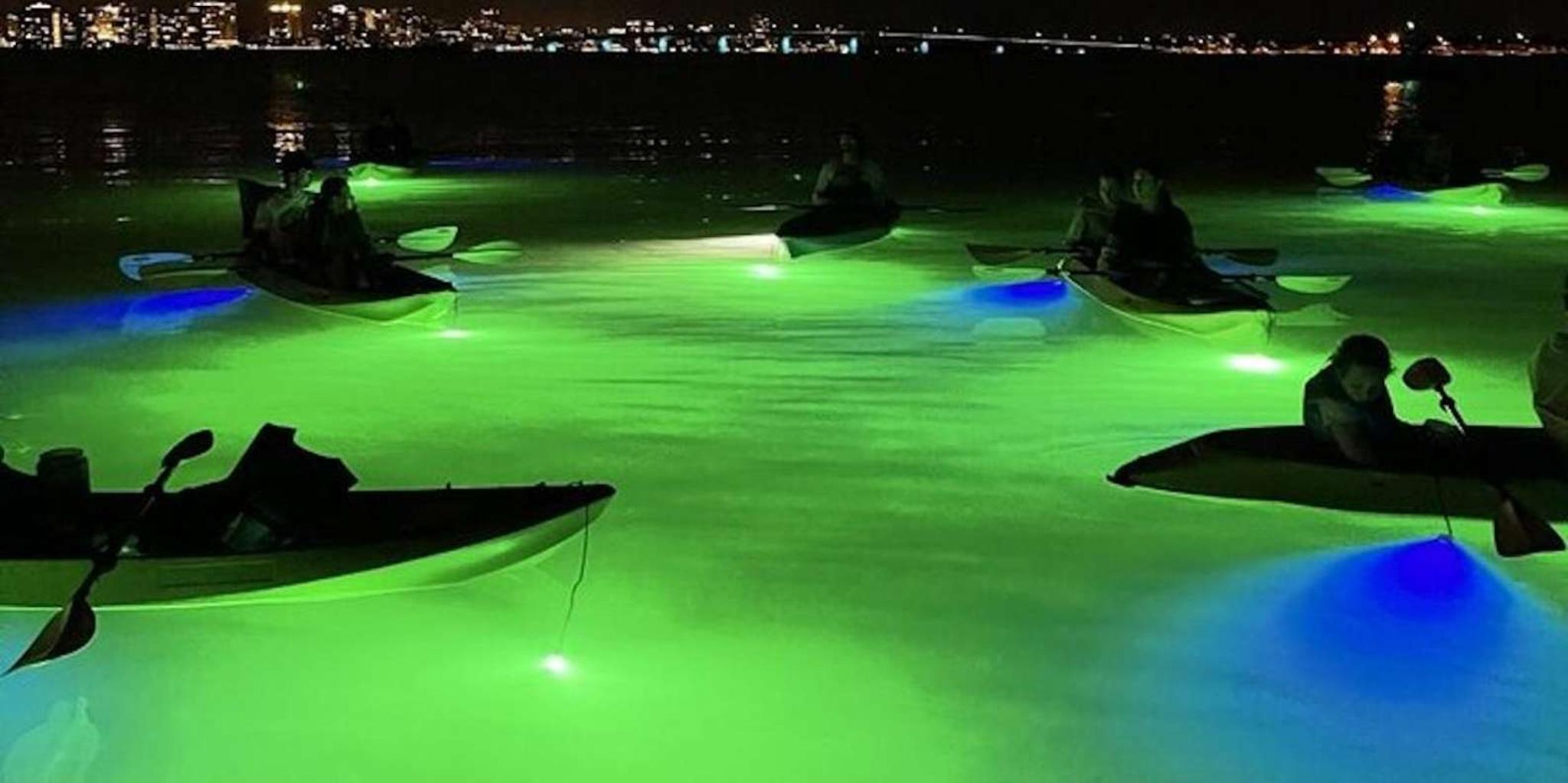 Sarasota Glass Bottom Kayak Night Tour - Image 3