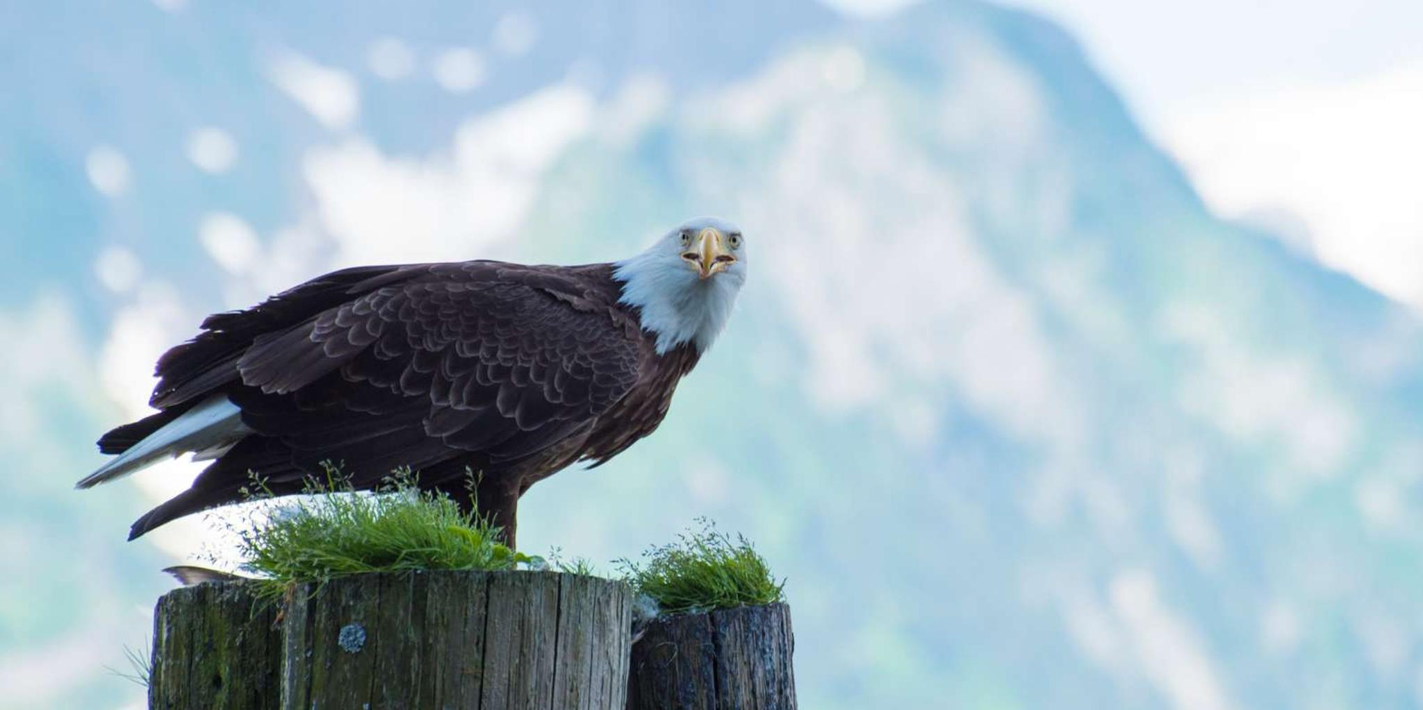 Seward Resurrection Bay Wildlife Cruise 4 hr - Image 4