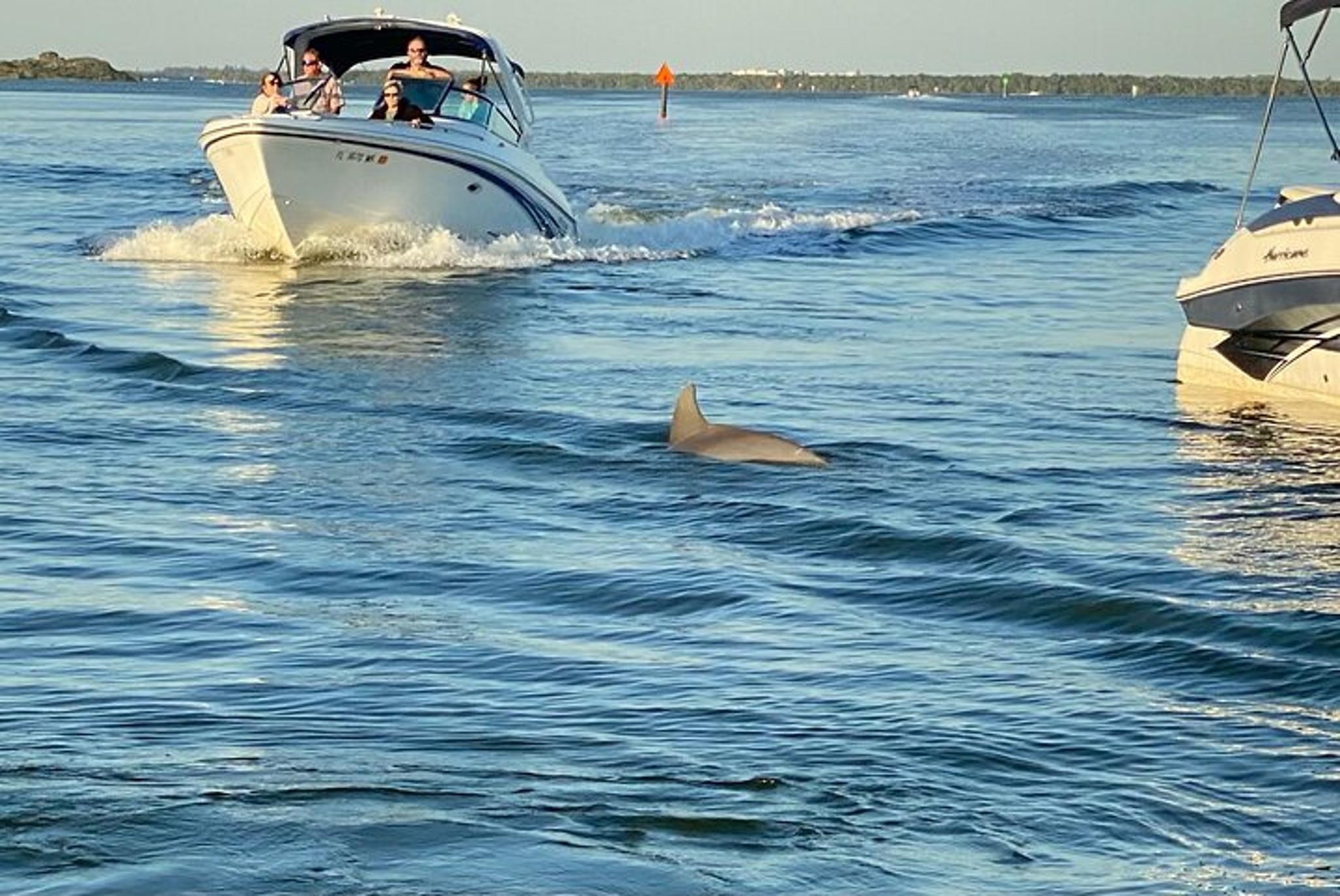 Cape Coral Dolphin Boat Tour - Image 3