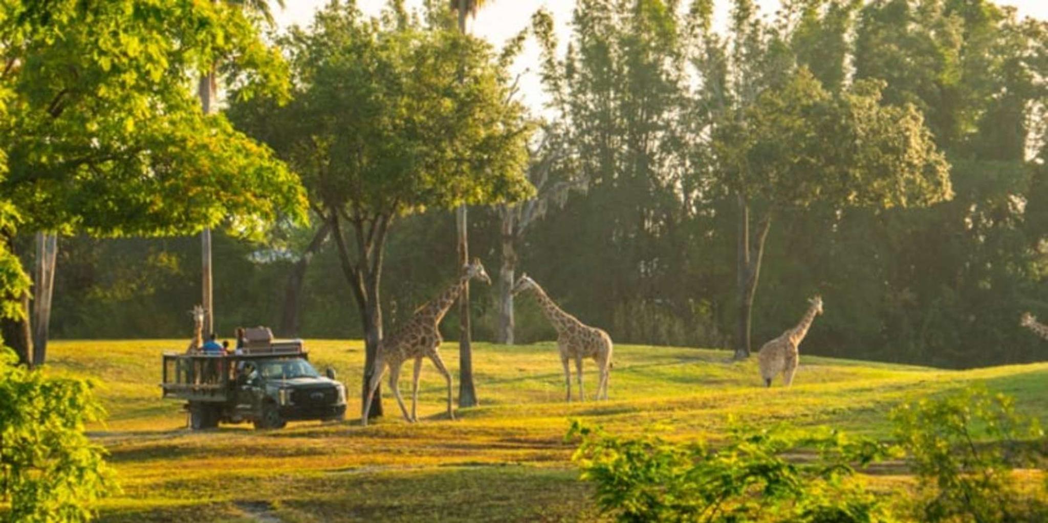 Tampa Serengeti Safari Tour 30 Min - Image 4