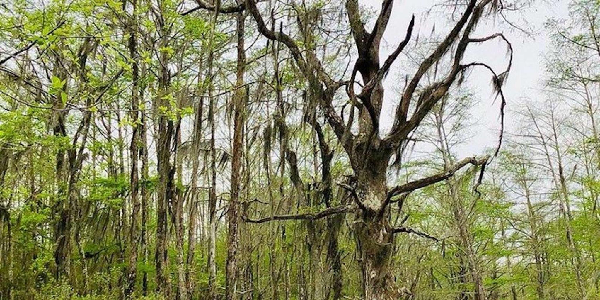 New Orleans Swamp and Bayou Boat Tour - Image 5