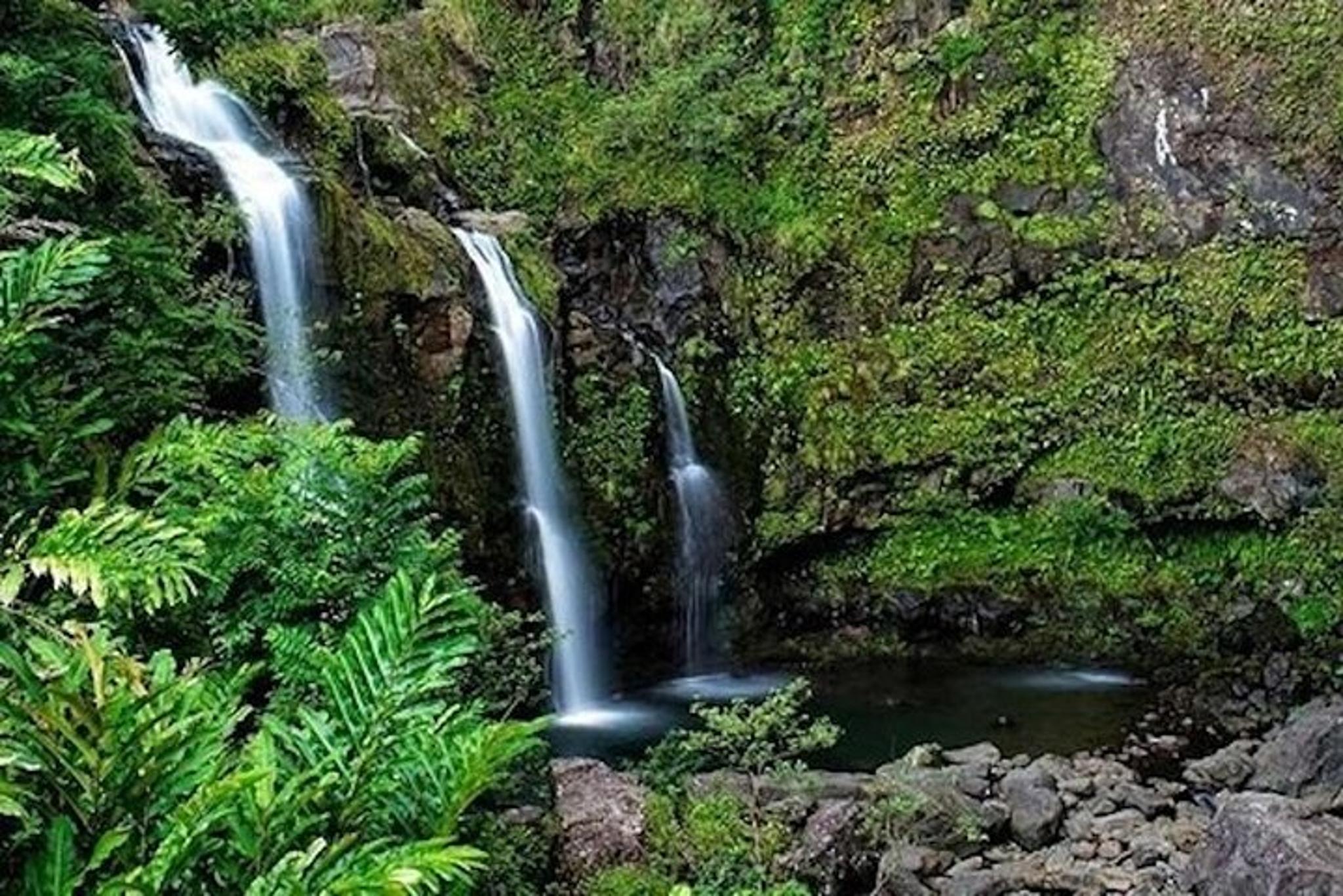 Maui Rainforest and Waterfall Experience - Image 6