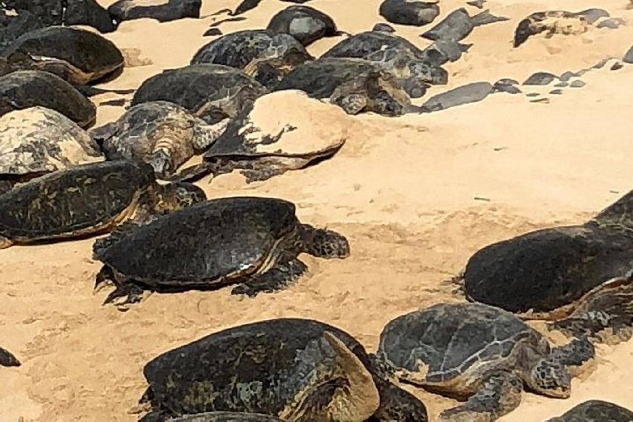 Oahu, Maui, Kauai or Big Island Private Tour - Image 2