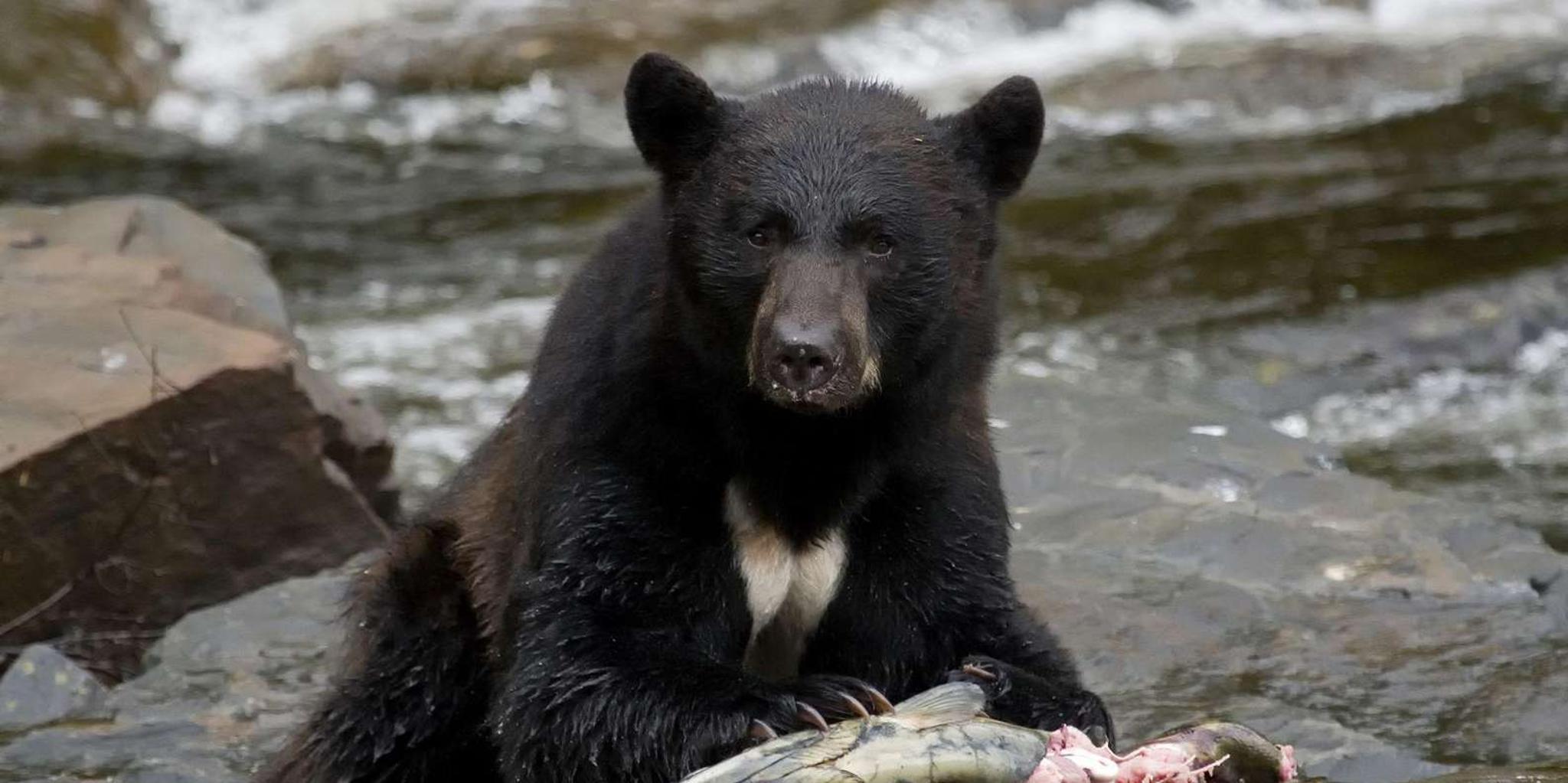 Ketchikan Black Bear Viewing Tour by Land & Sea 5 hr - Image 1
