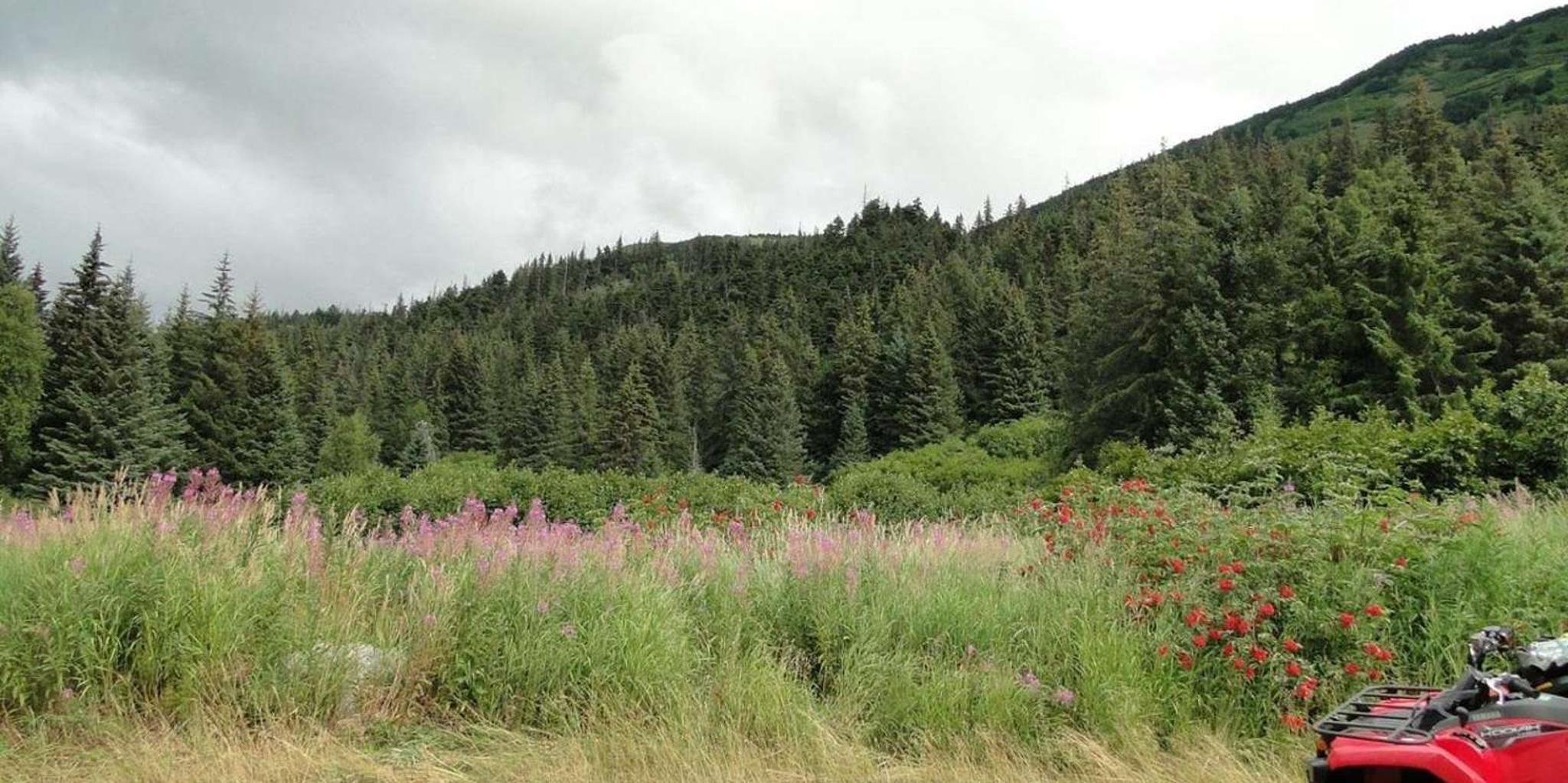 Bird Creek ATV Nature Tour & Hike in Chugach State Park - Image 3