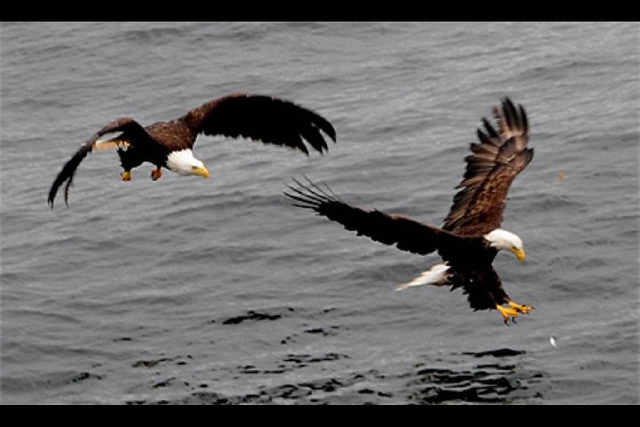 Ketchikan Sightseeing & Wildlife Boat Tour - Image 5