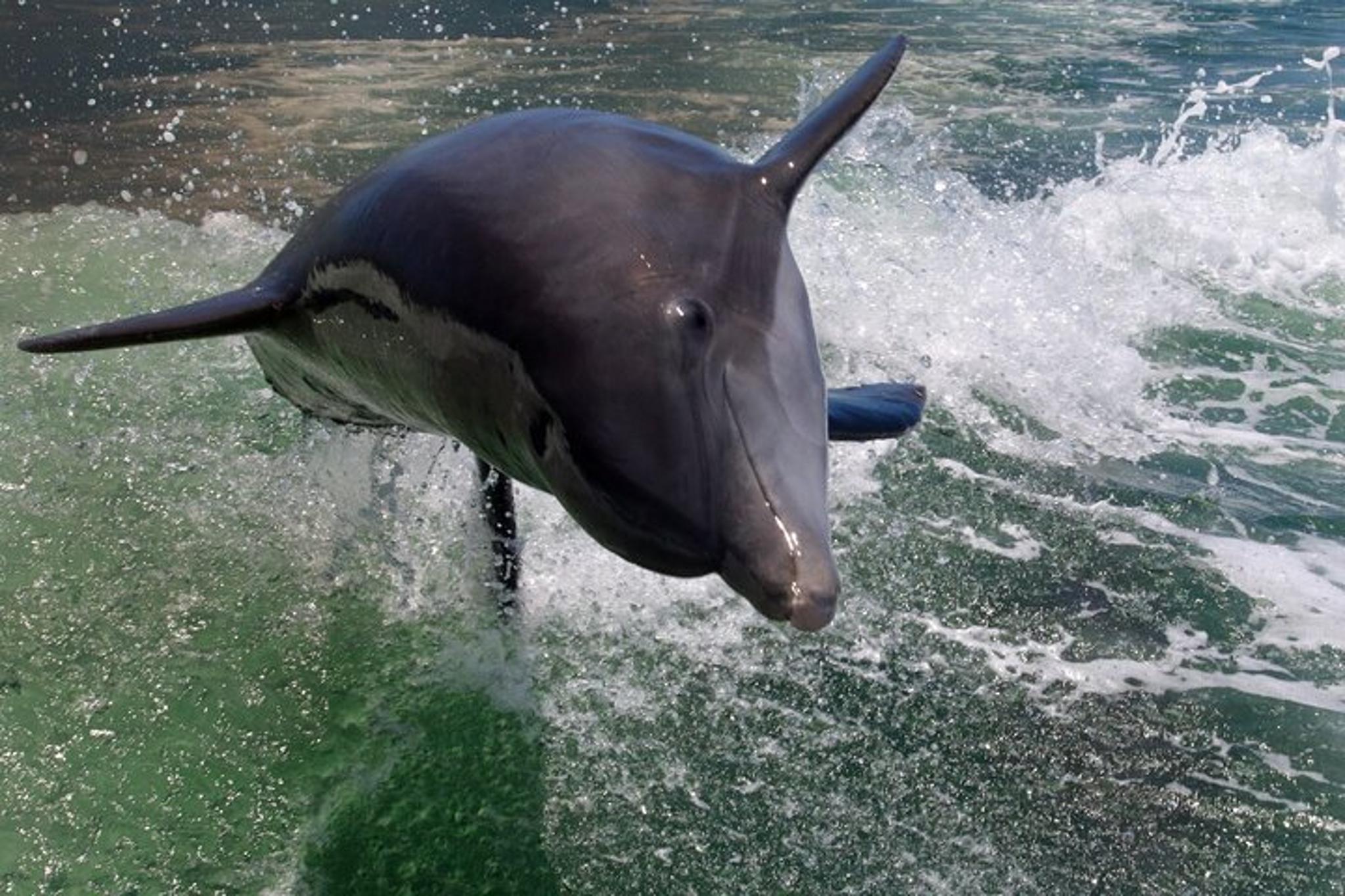 St. Pete Beach Dolphin Tour - Image 4