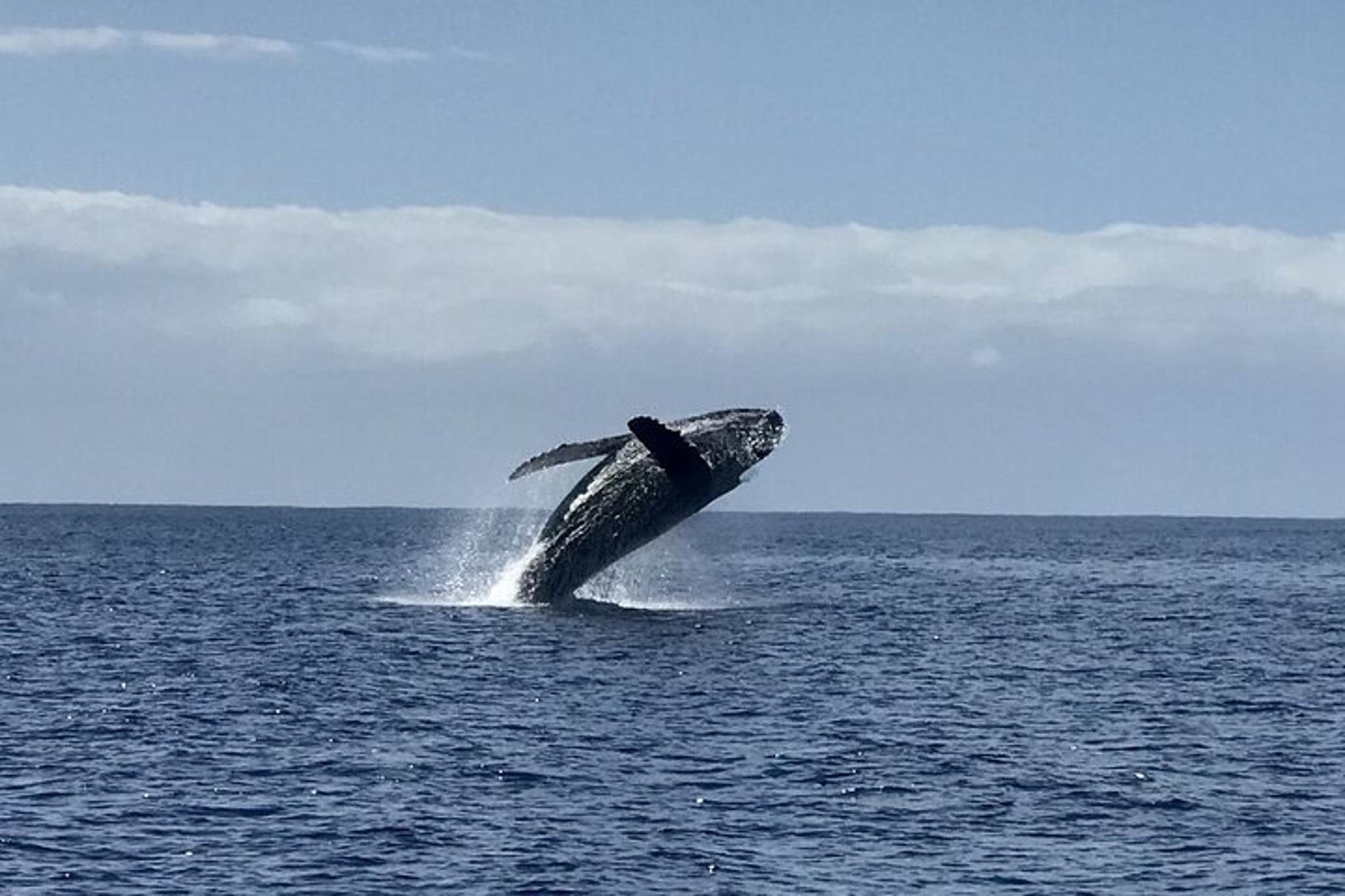 Kauai Whale Watching Adventure - Image 5