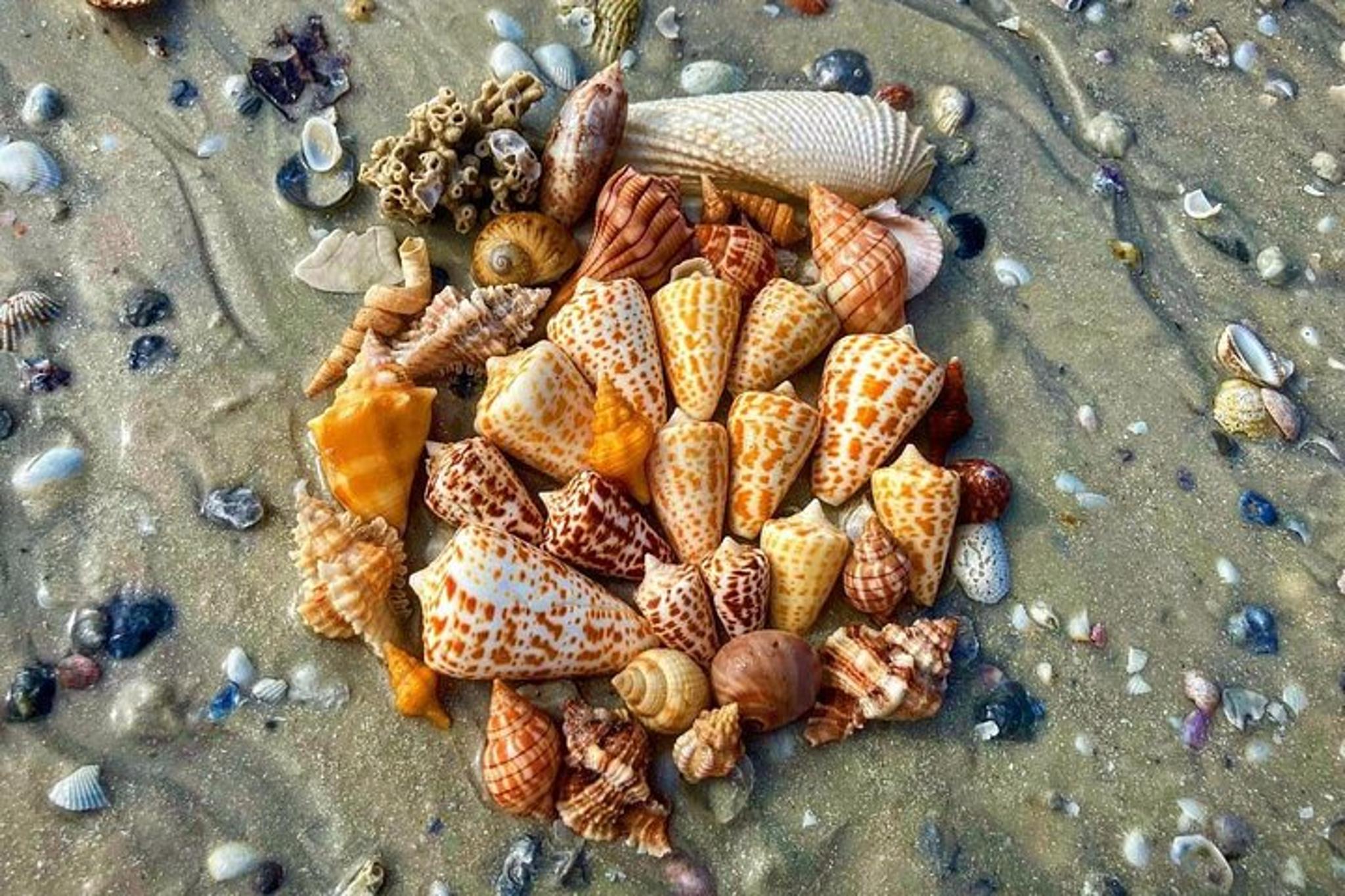 10,000 Islands Private Shelling Tour - Image 5