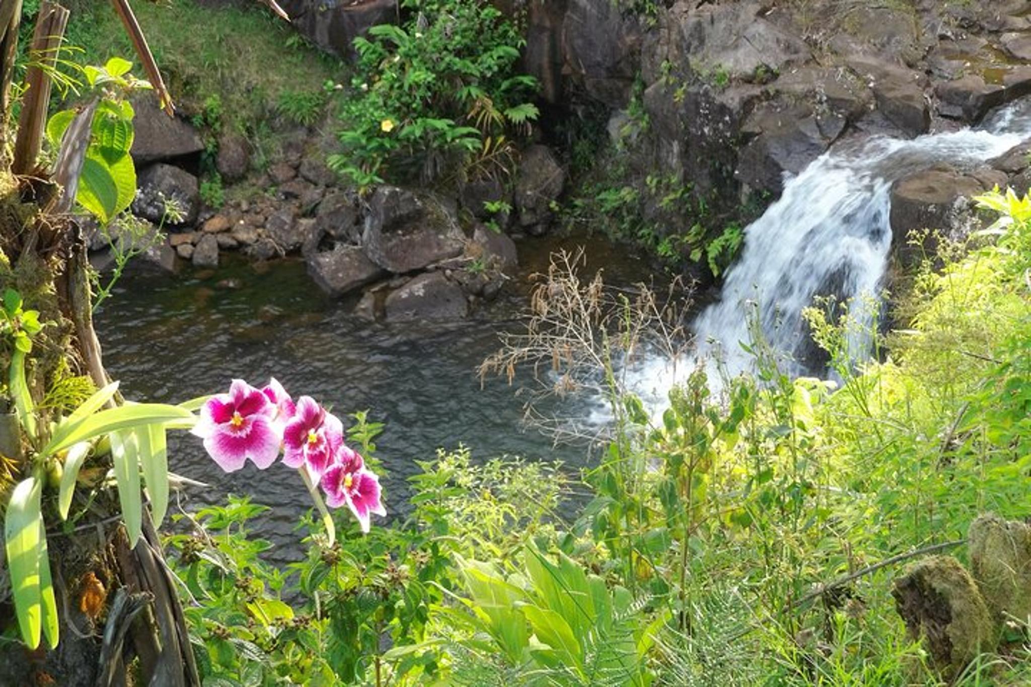 Mauna Kea Cloudforest Botanical Tour and Waterfall Swim