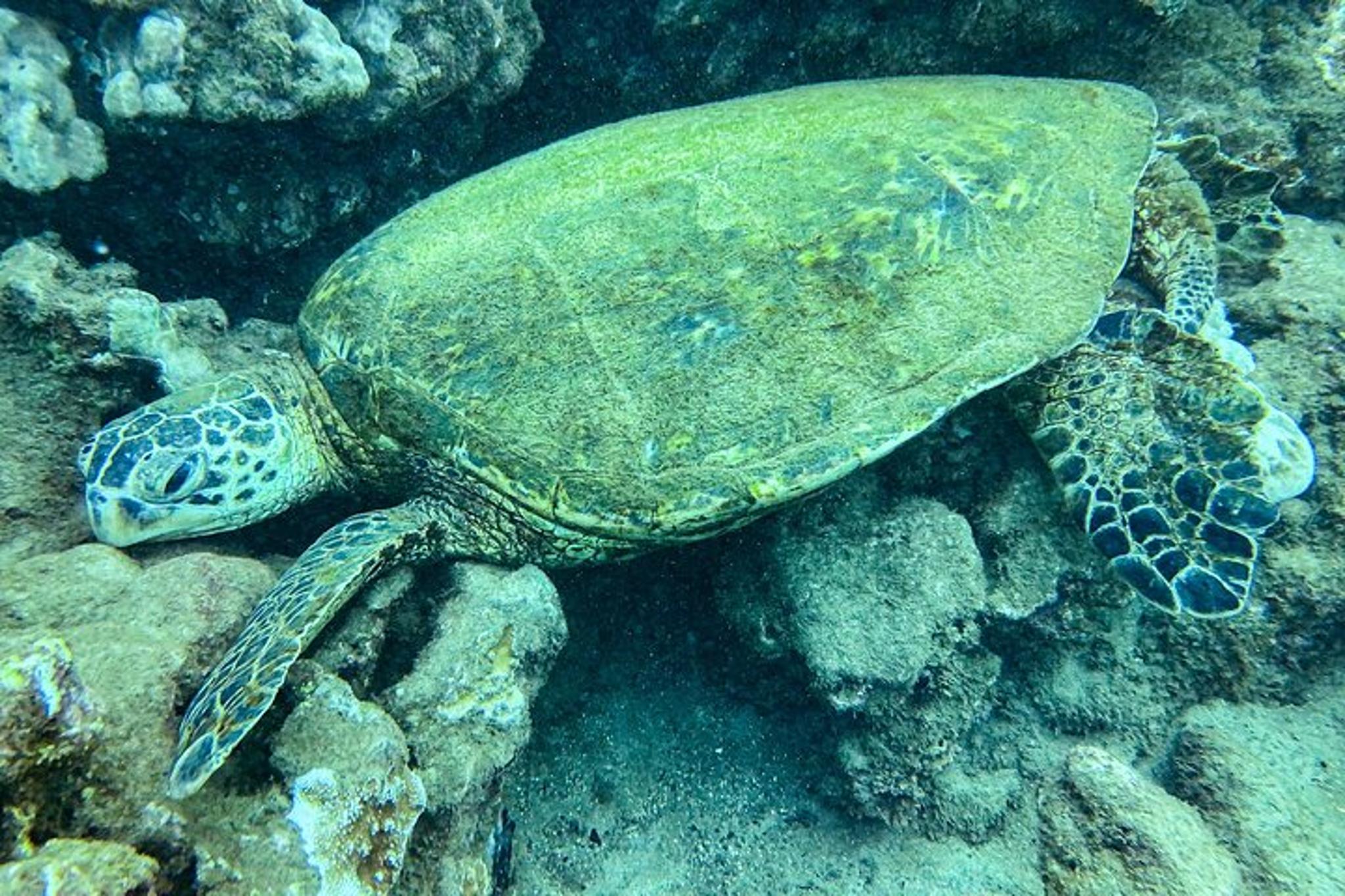 Kauai Scuba Diving Certified Diver 3 hr - Image 4