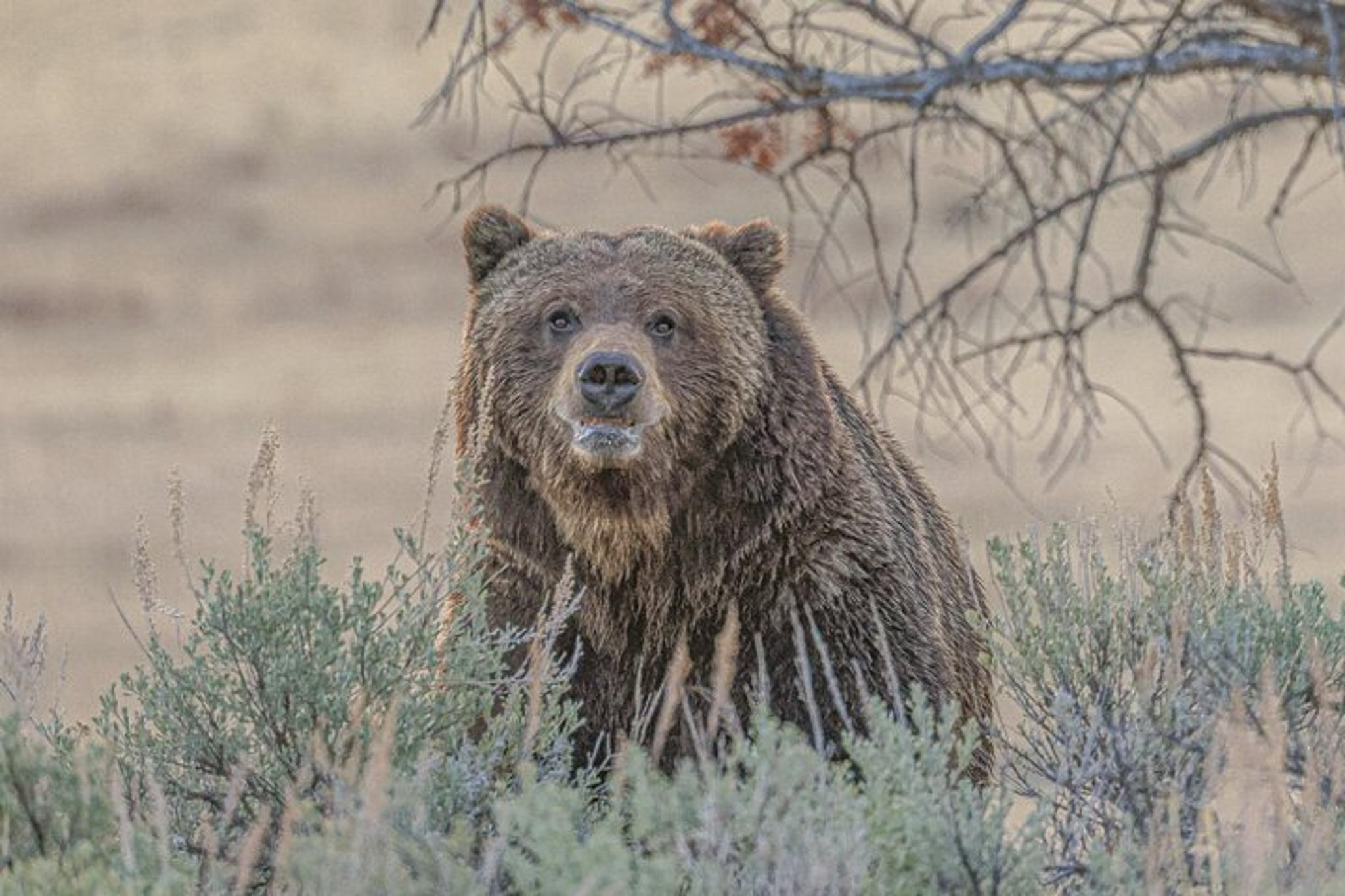 Yellowstone Upper Loop Wildlife Adventure - Image 5