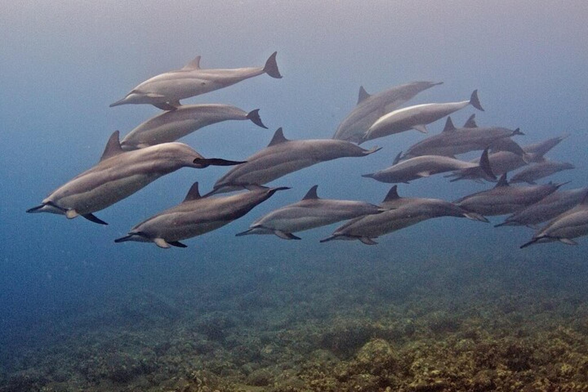 Kauai Scuba Diving for Beginners - Image 5