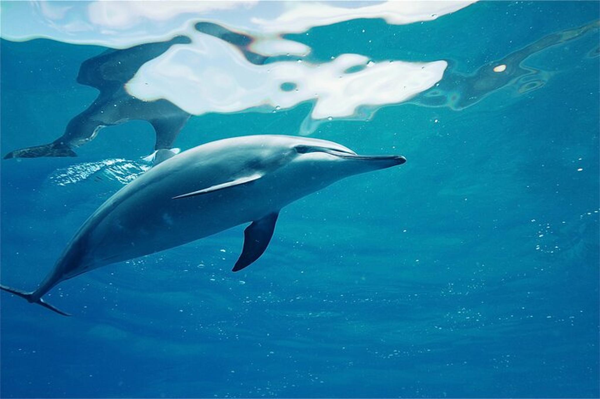 Oahu Swim with Dolphins Tour 4 hr - Image 4