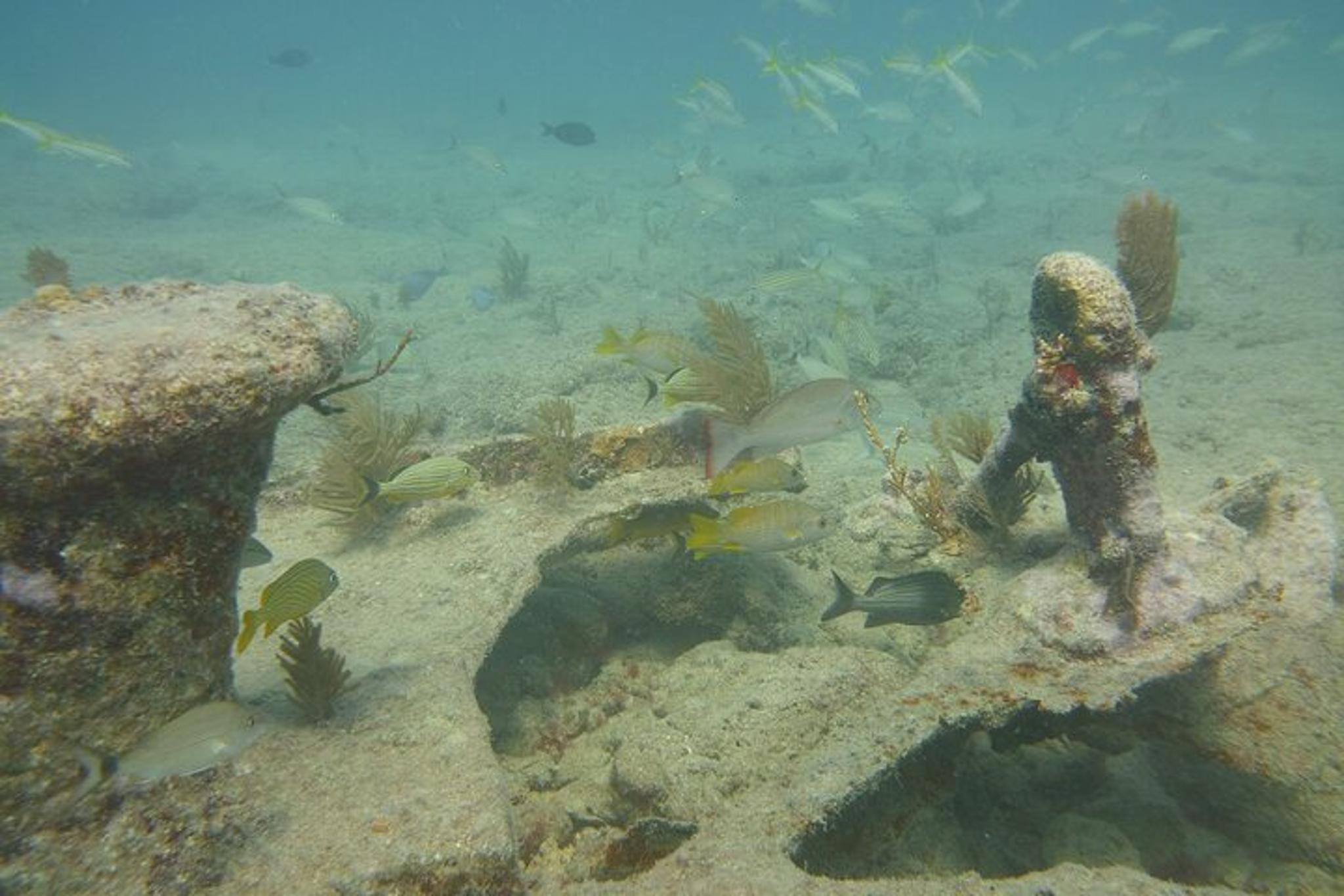 Panama City Snorkeling Tour - Image 4