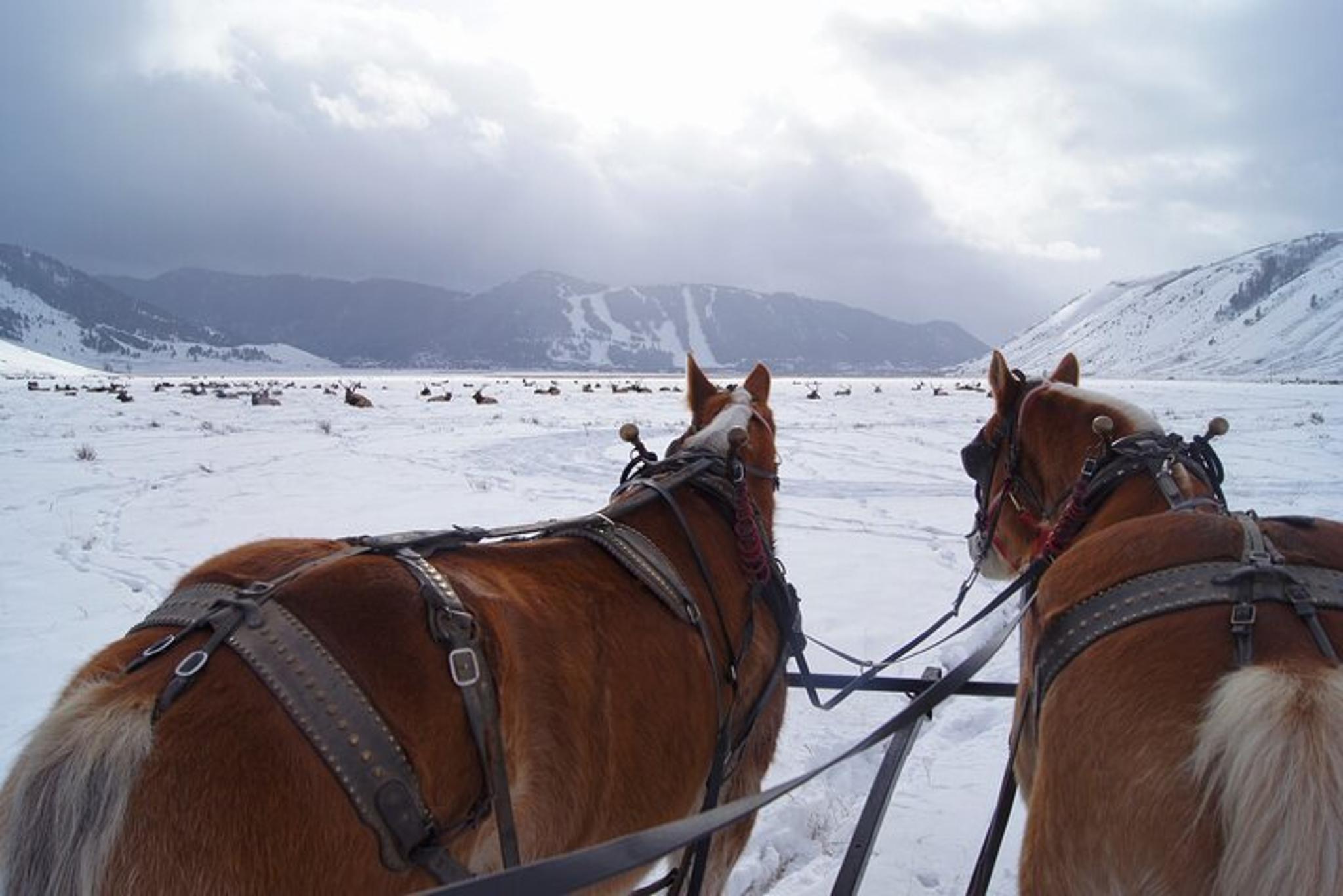 Jackson Grand Teton Tour & Sleigh Ride - Image 2