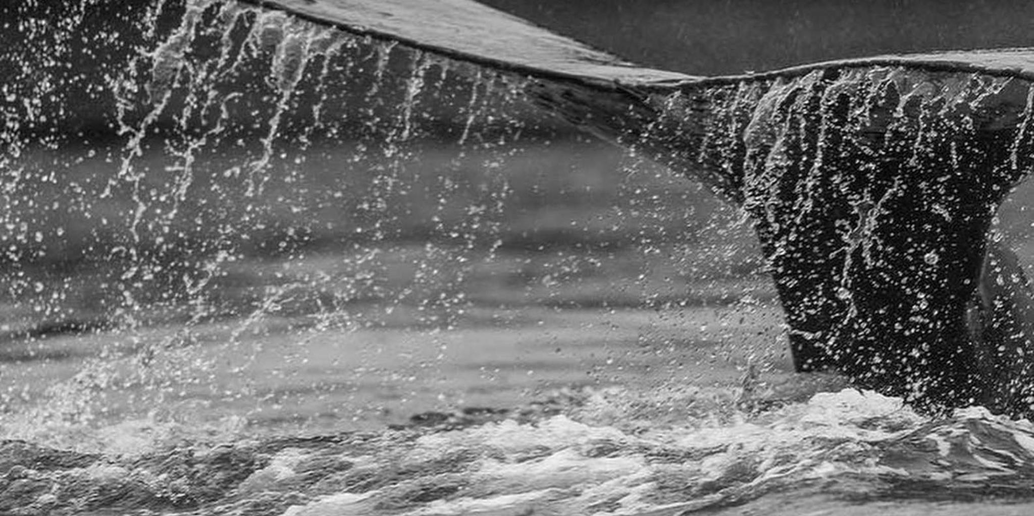Sitka Marine Wildlife Tour - Image 5