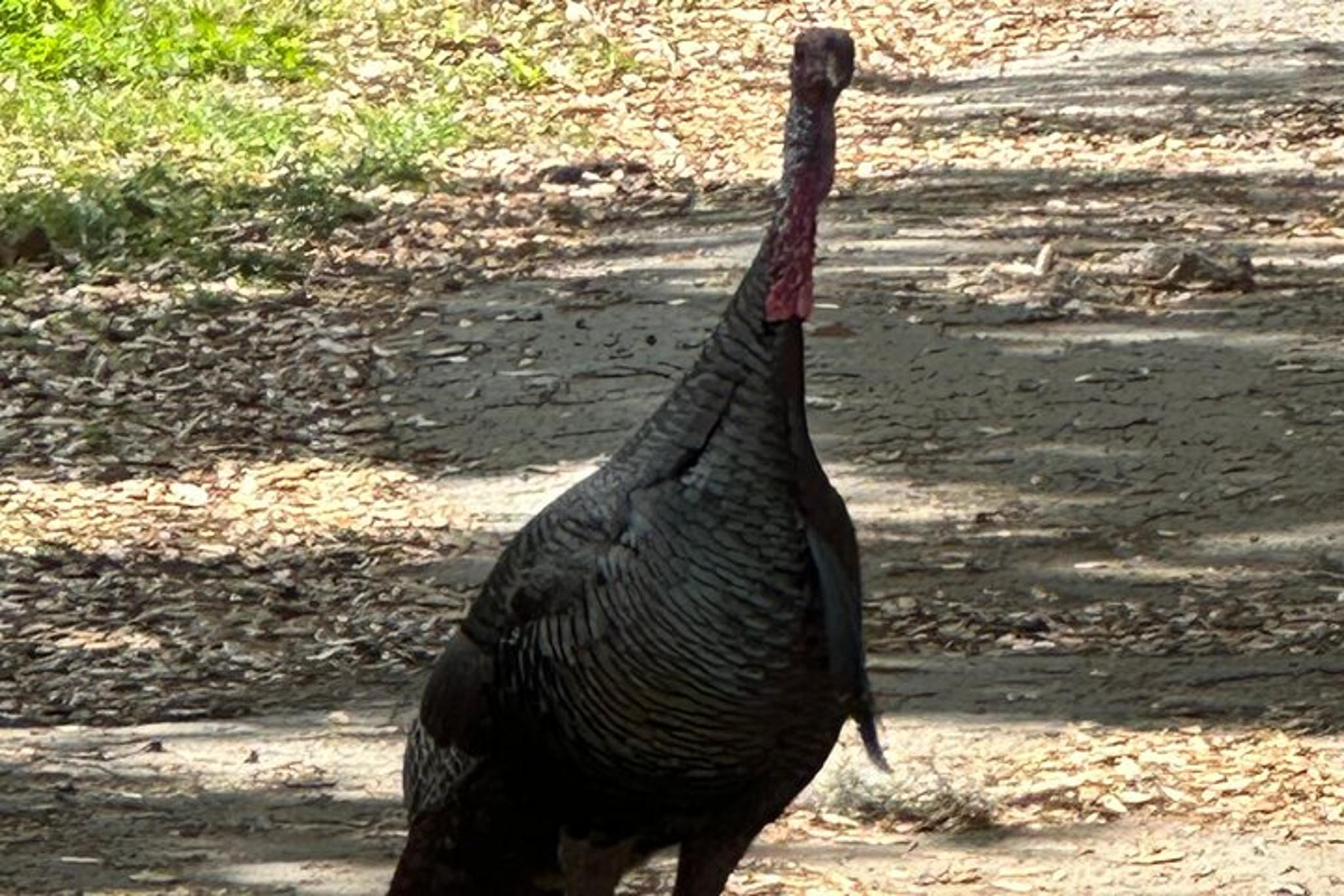Kissimmee Electric Bike Lakefront Tour 3 hr - Image 3