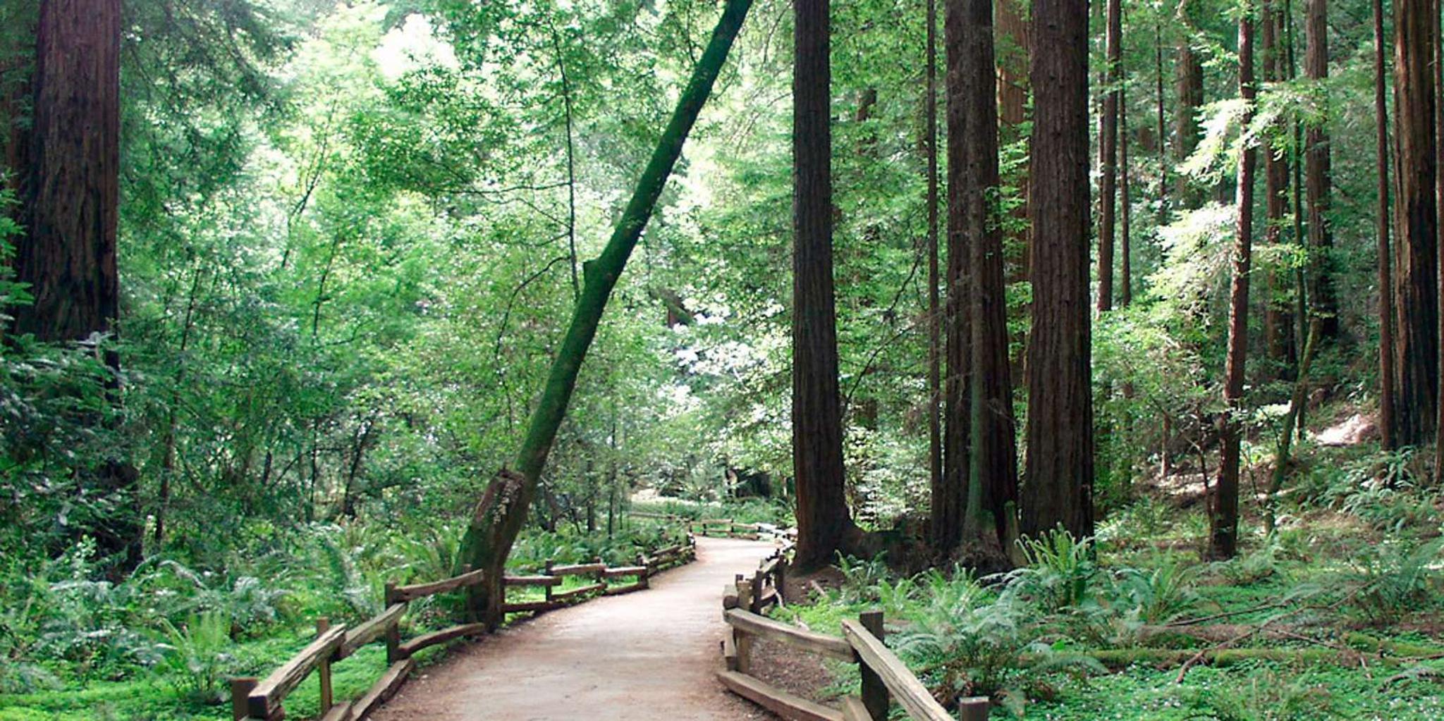 San Francisco Muir Woods and Hop-On Hop-Off Tour - Image 4