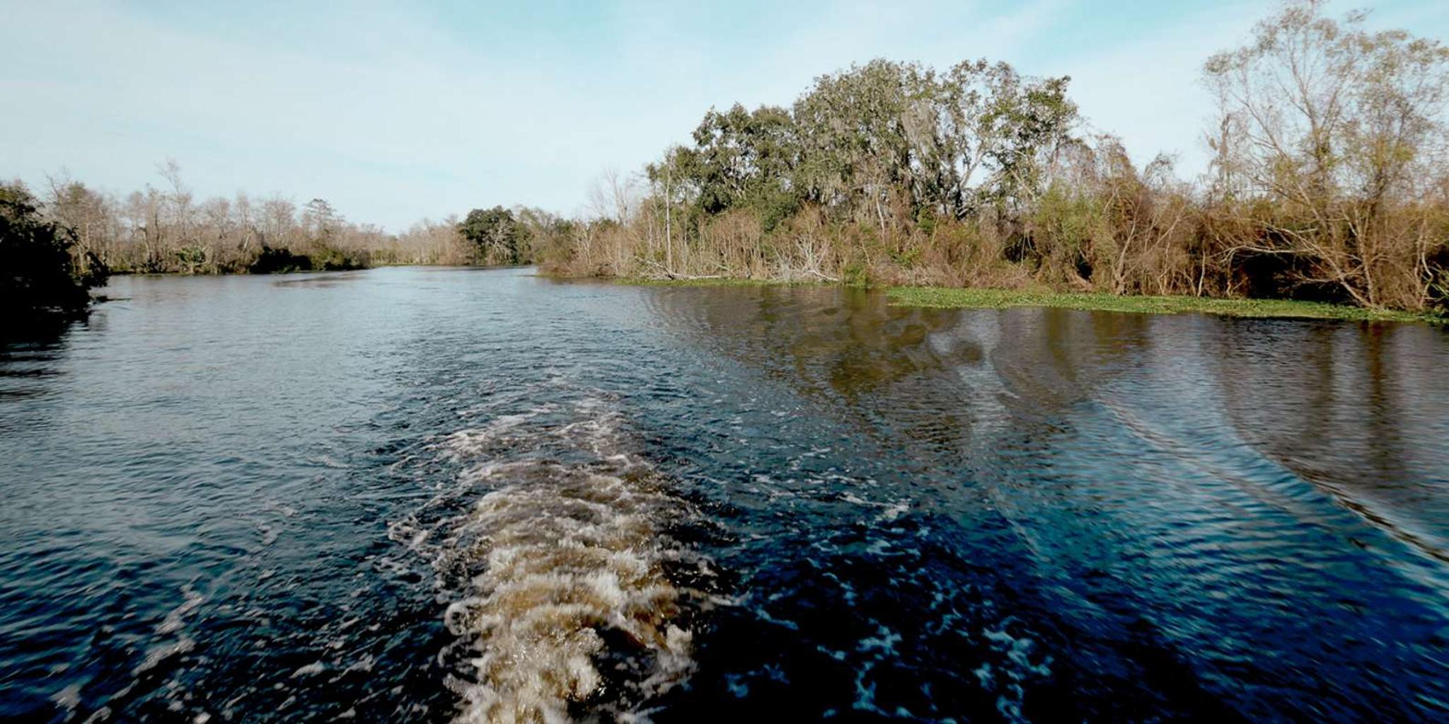 New Orleans Airboat Swamp Tour - Image 5