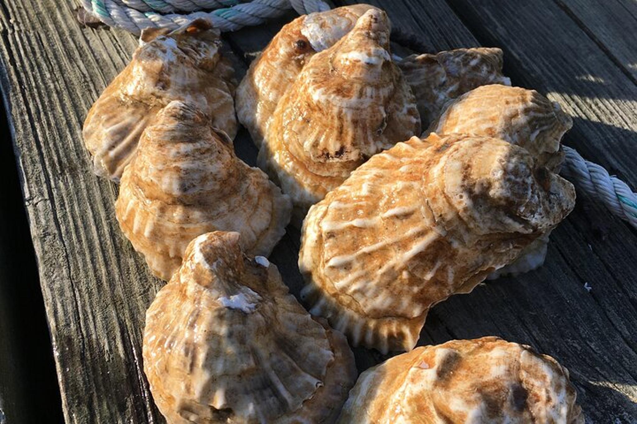 Southold Oyster Farm Tour - Image 6