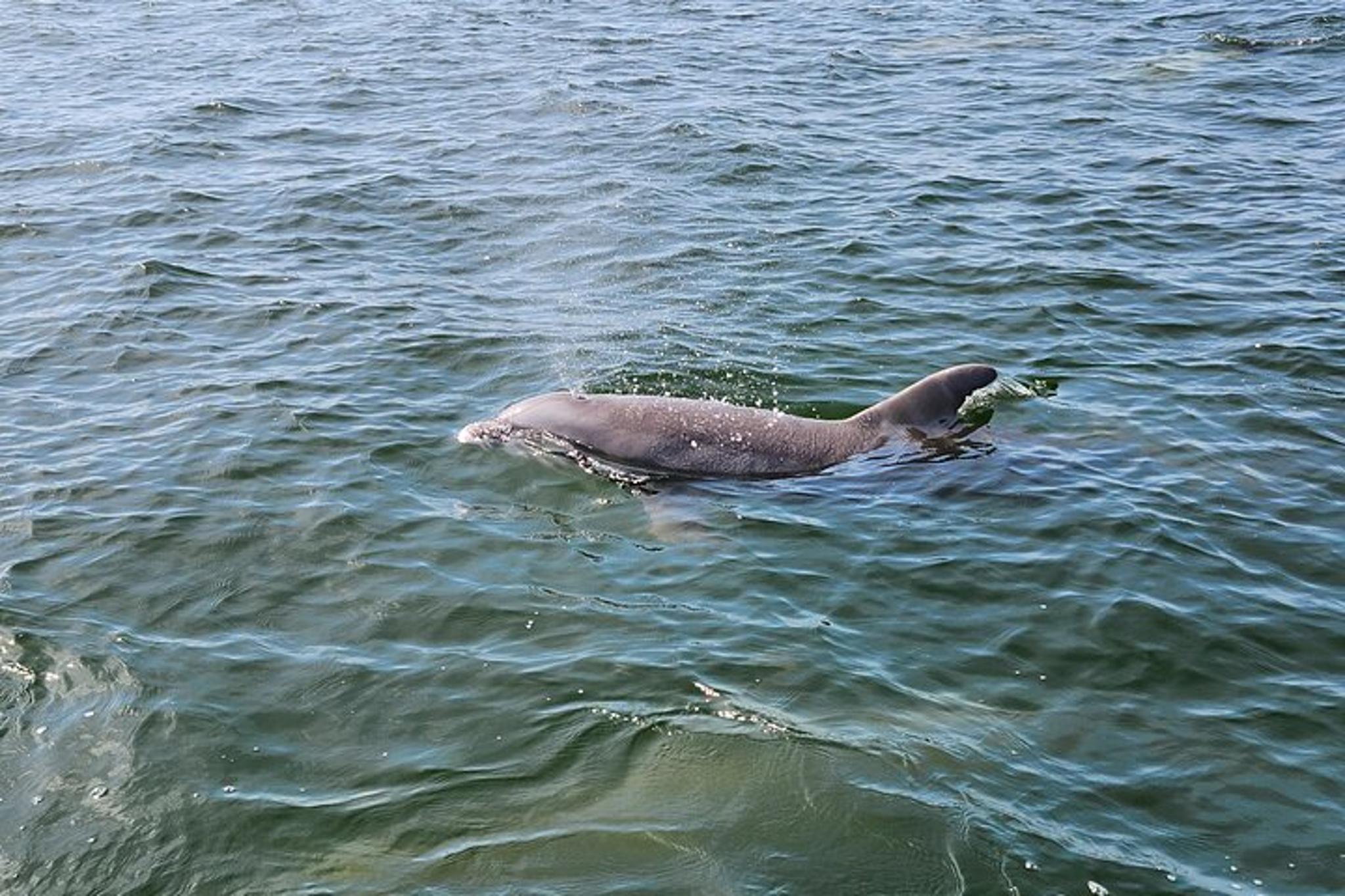 Pensacola Dolphin and Scenic Tour - Image 4