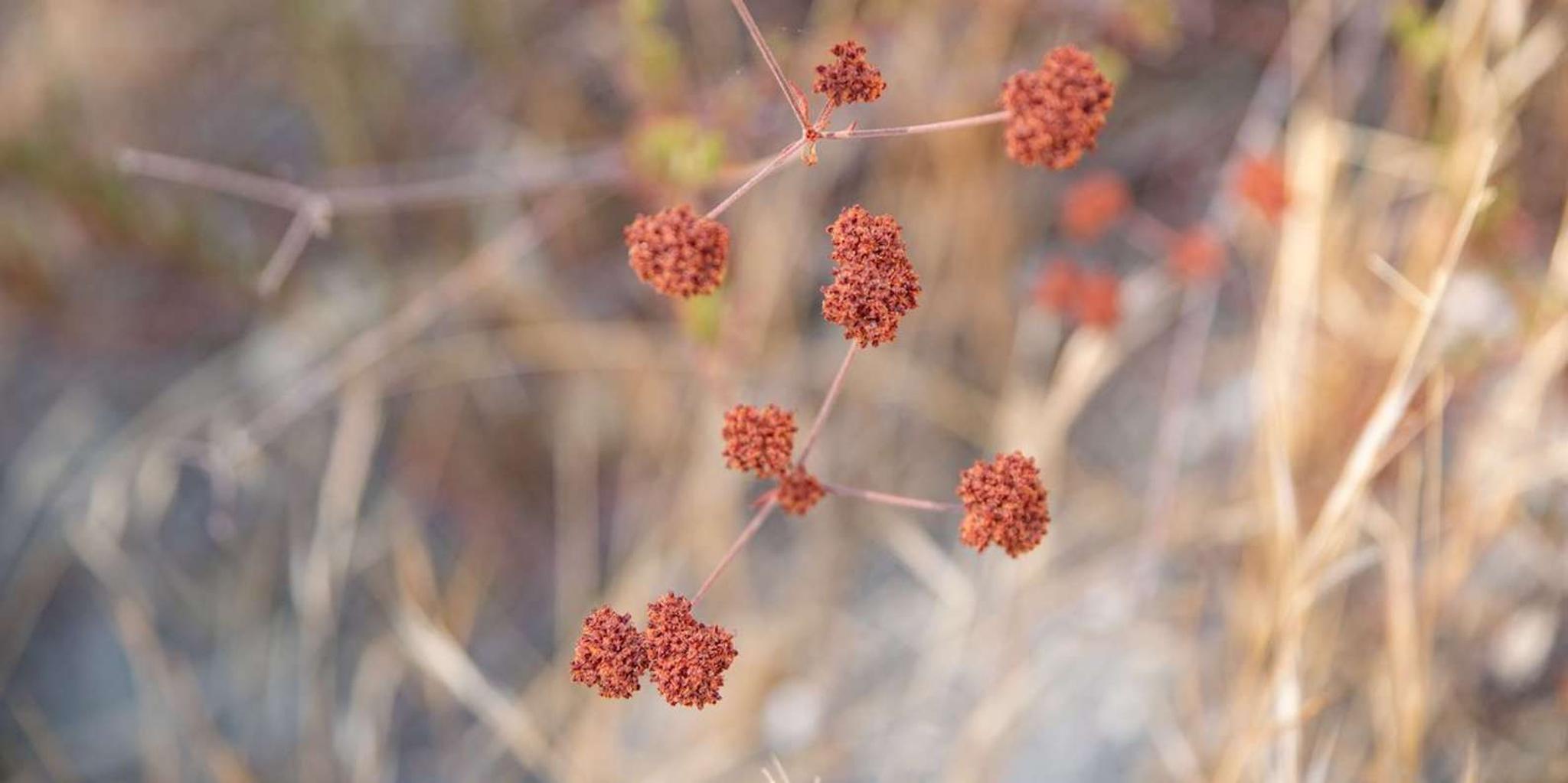 San Luis Obispo Foraging Tour at Margarita Ranch - Image 4