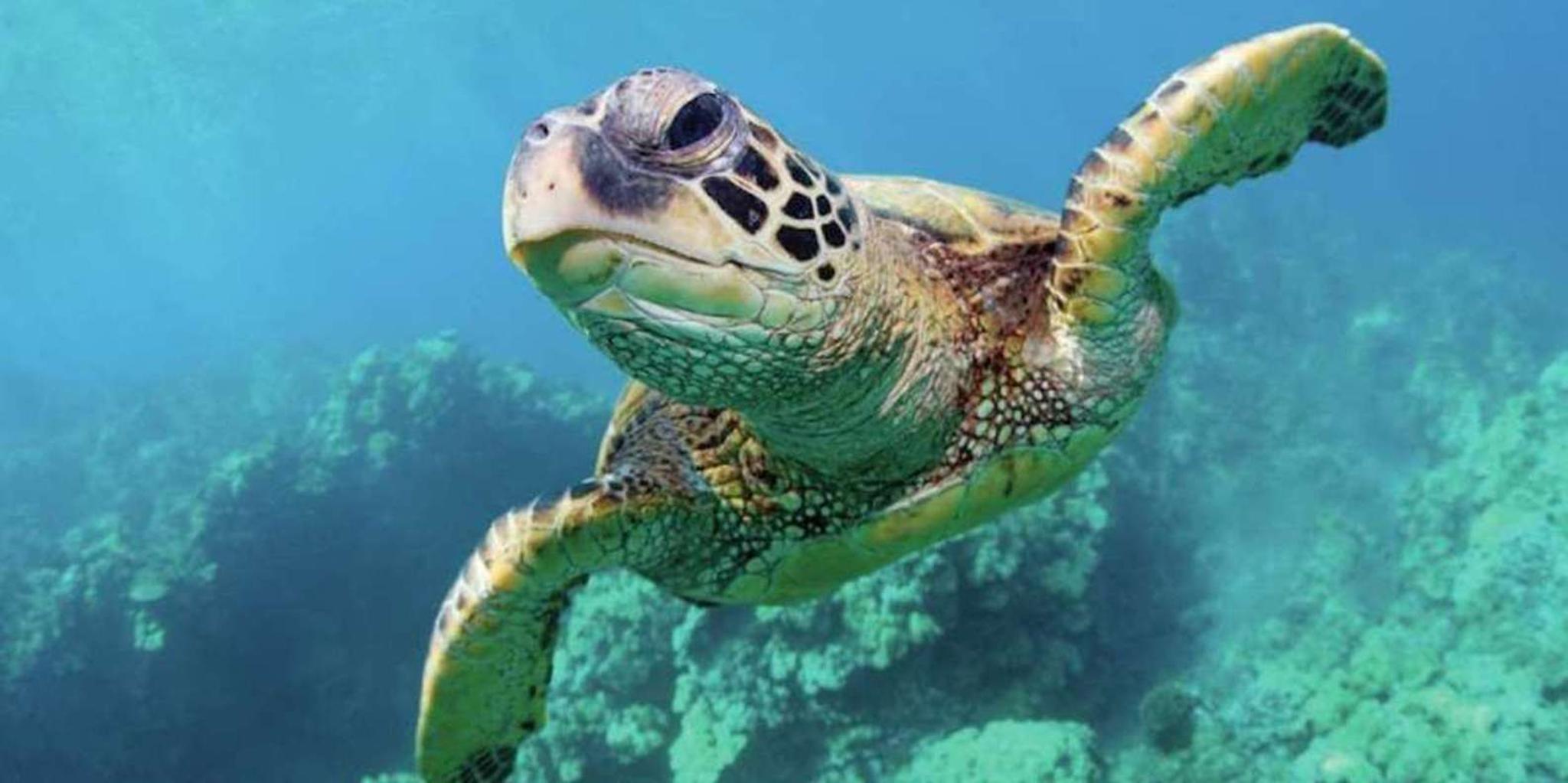 Las Vegas Shark Reef Aquarium Entry - Image 4