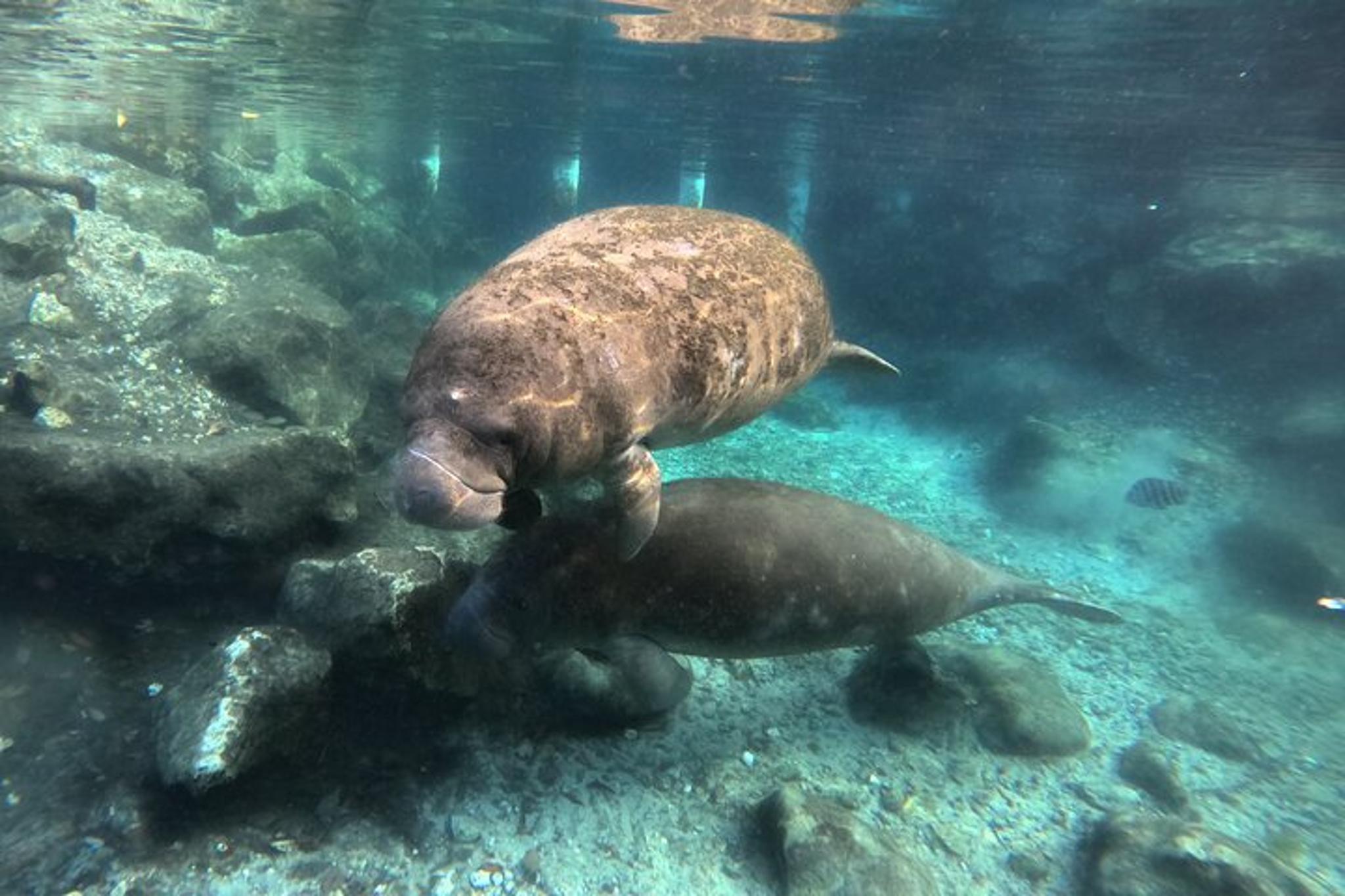 Crystal River Manatee Swim Tour - Image 3