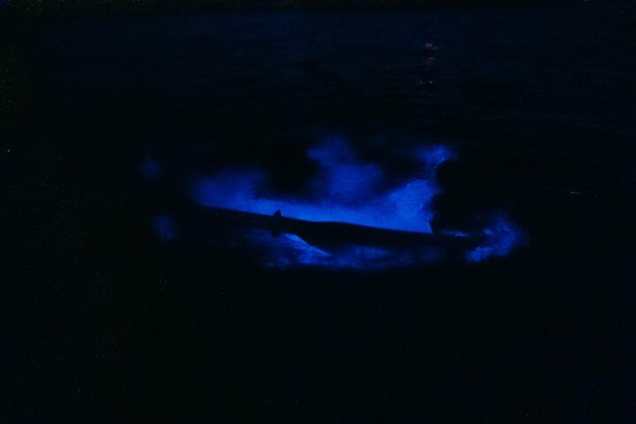 Florida Bioluminescent Kayak Tour - Image 2