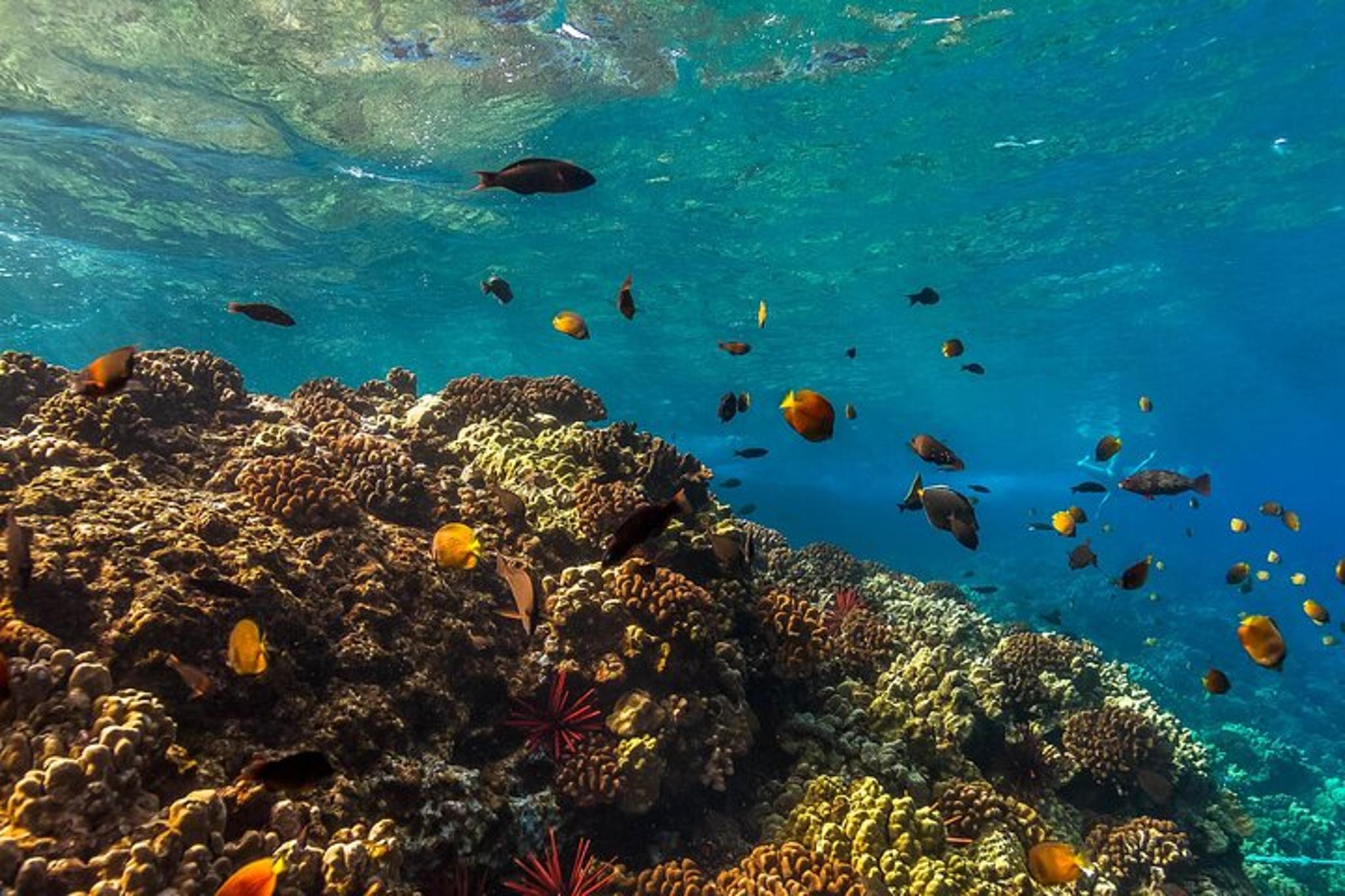 Maui Turtle Reef Snorkel - Image 4