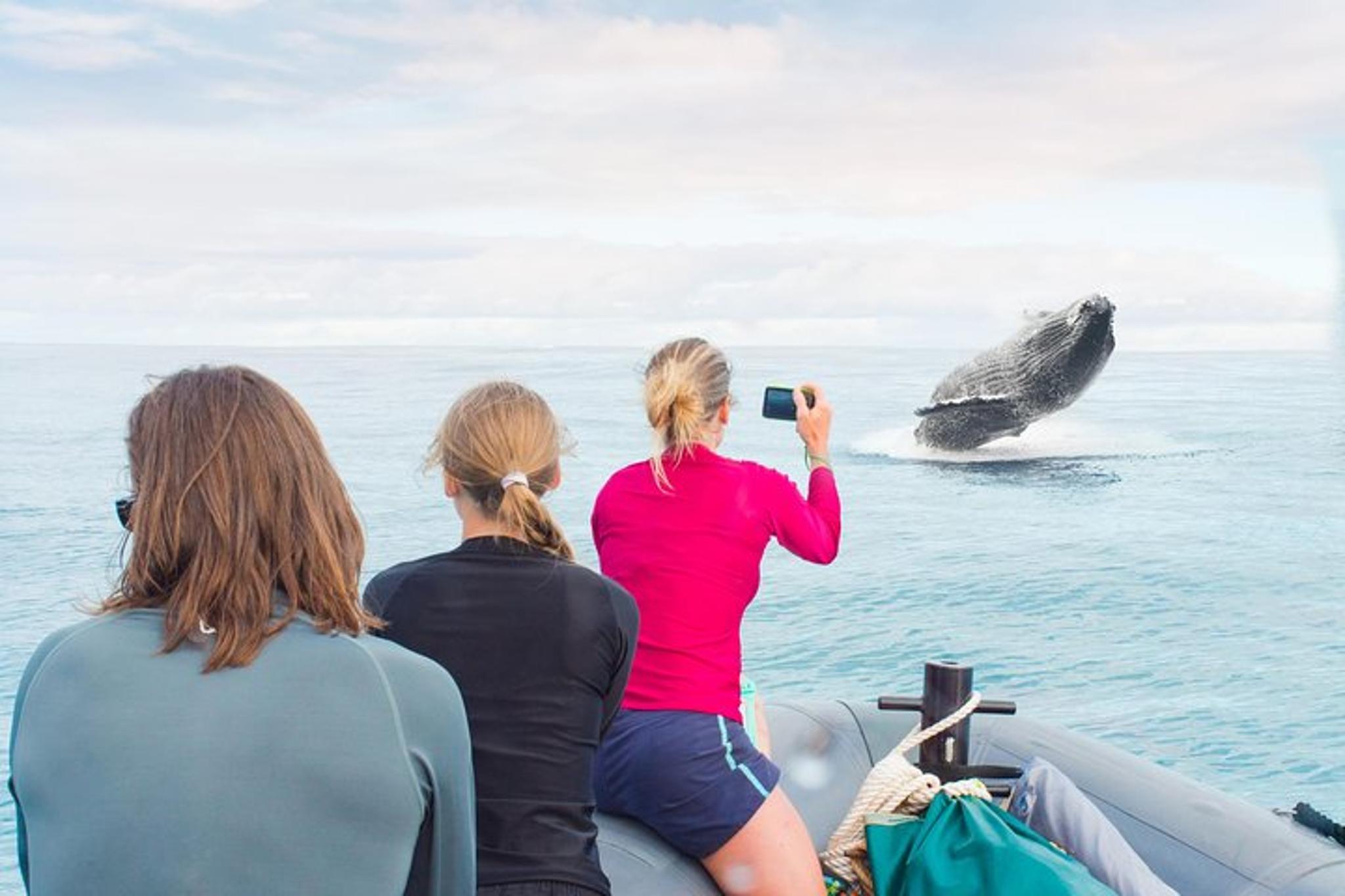 Kauai Raft Whale Watching Tour 2 hr - Image 2