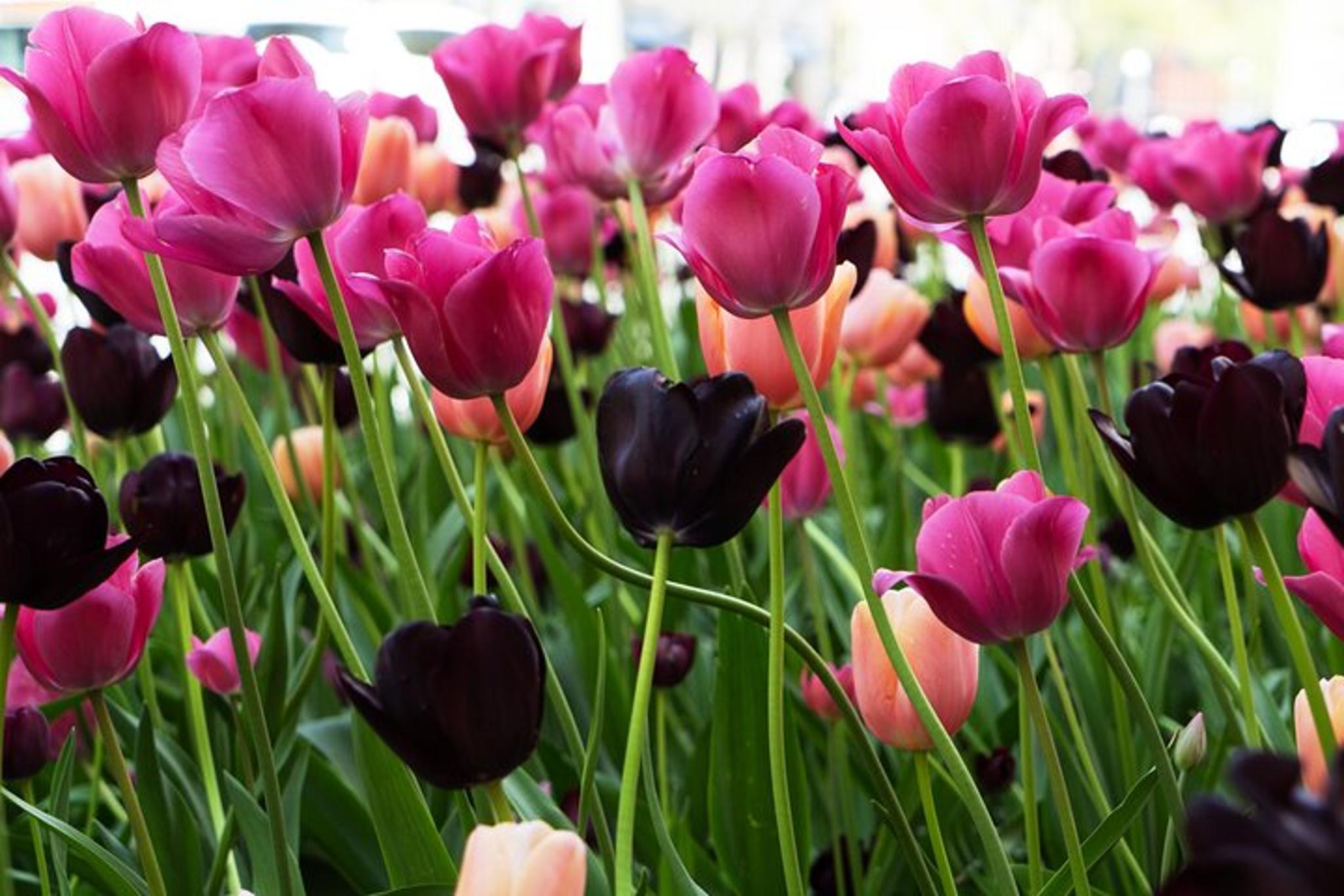 Chicago Tour with Photos and Popcorn 2 hr