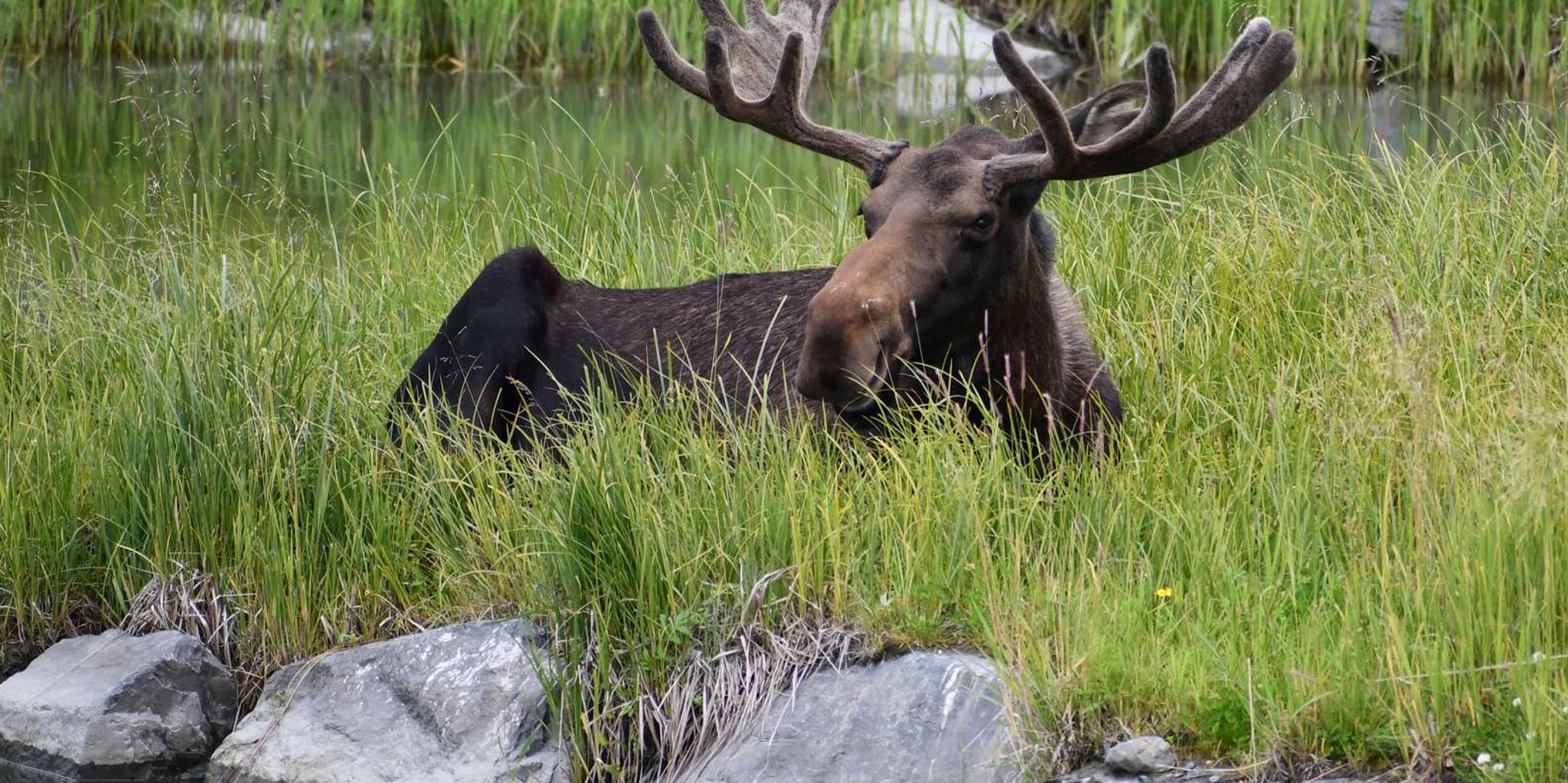 Anchorage Valley of Glaciers and Wildlife Tour 7 hr - Image 5