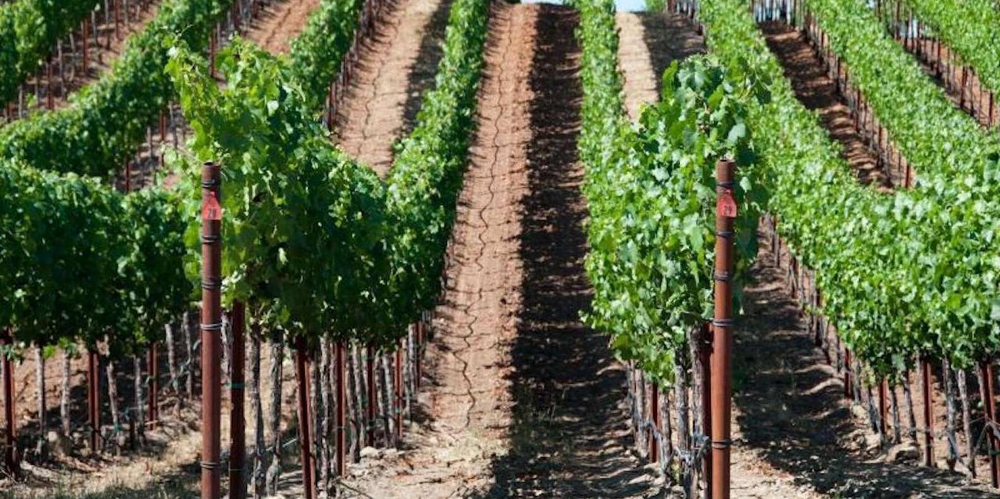 San Francisco Napa Valley Wine Tour with Tastings - Image 4