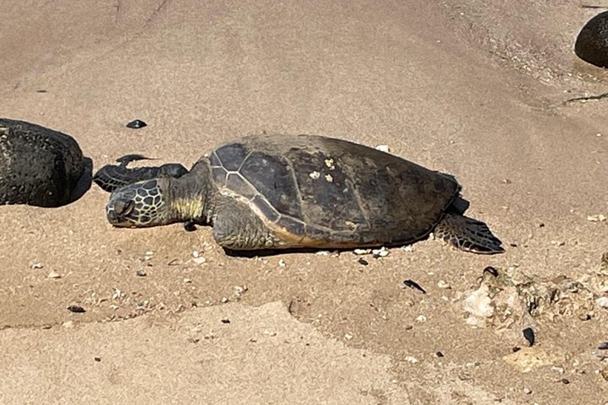Oahu Swim with Turtles Tour - Image 5