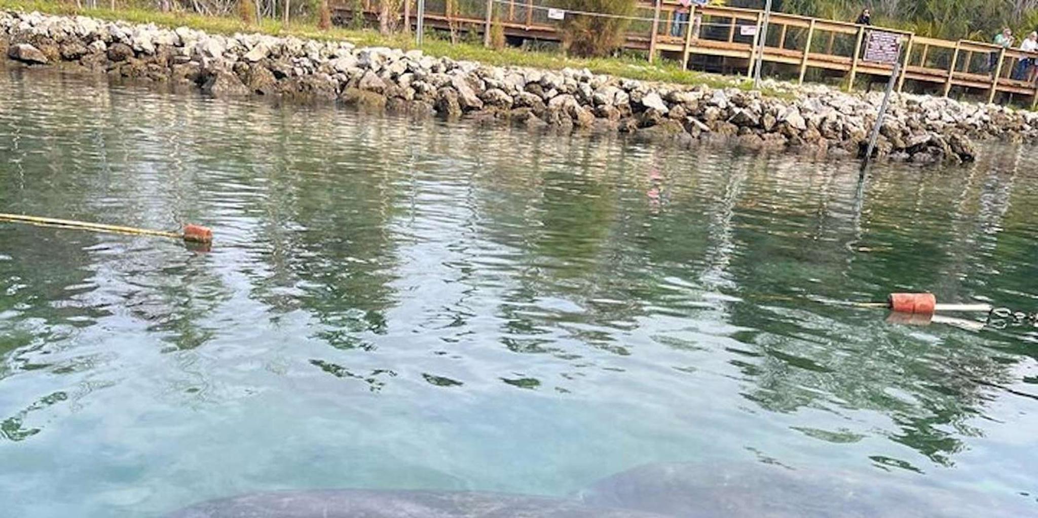 Crystal River Kayak Tour with Manatee Encounters 3 hr - Image 3